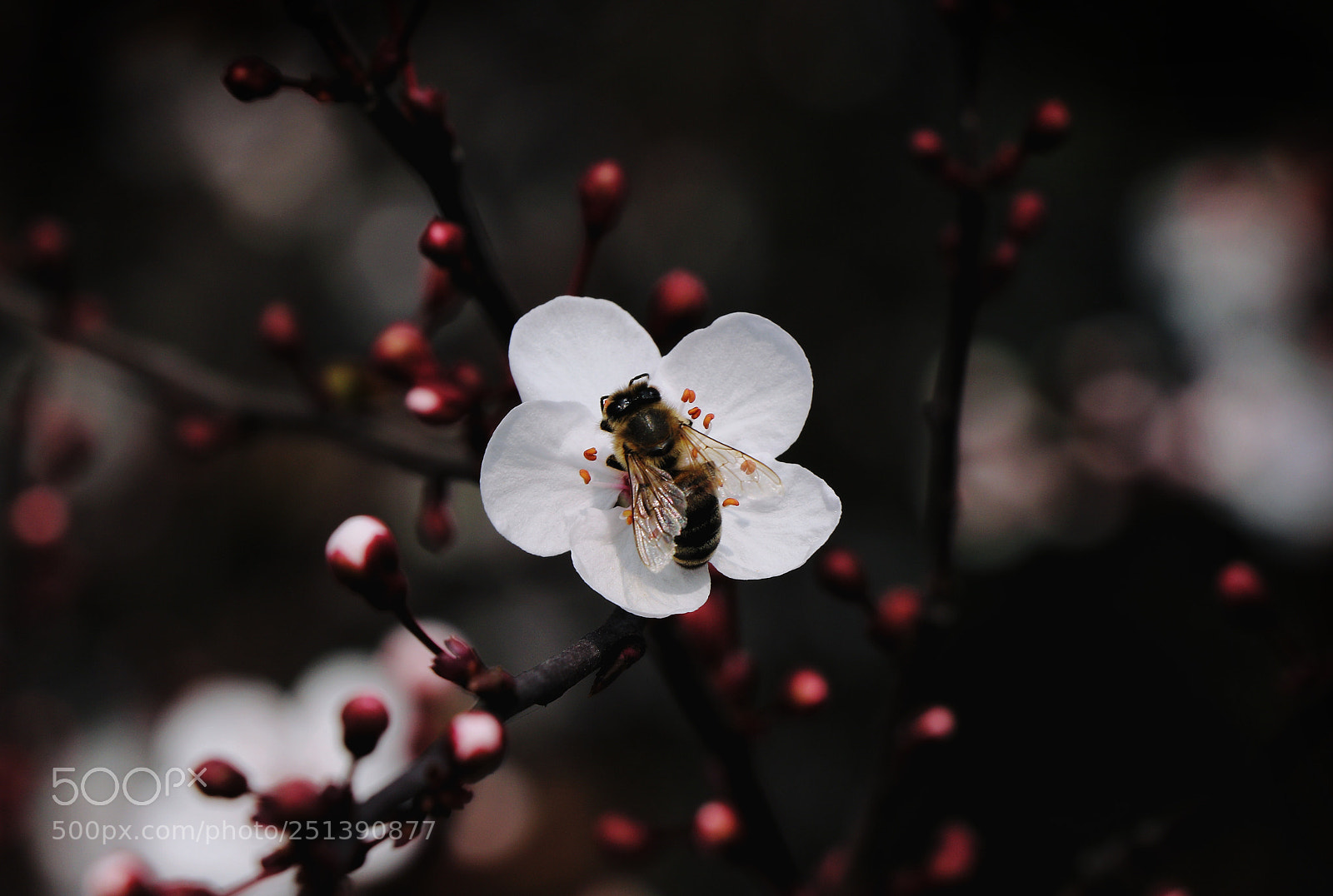 Canon EOS 760D (EOS Rebel T6s / EOS 8000D) sample photo. 采蜜 photography