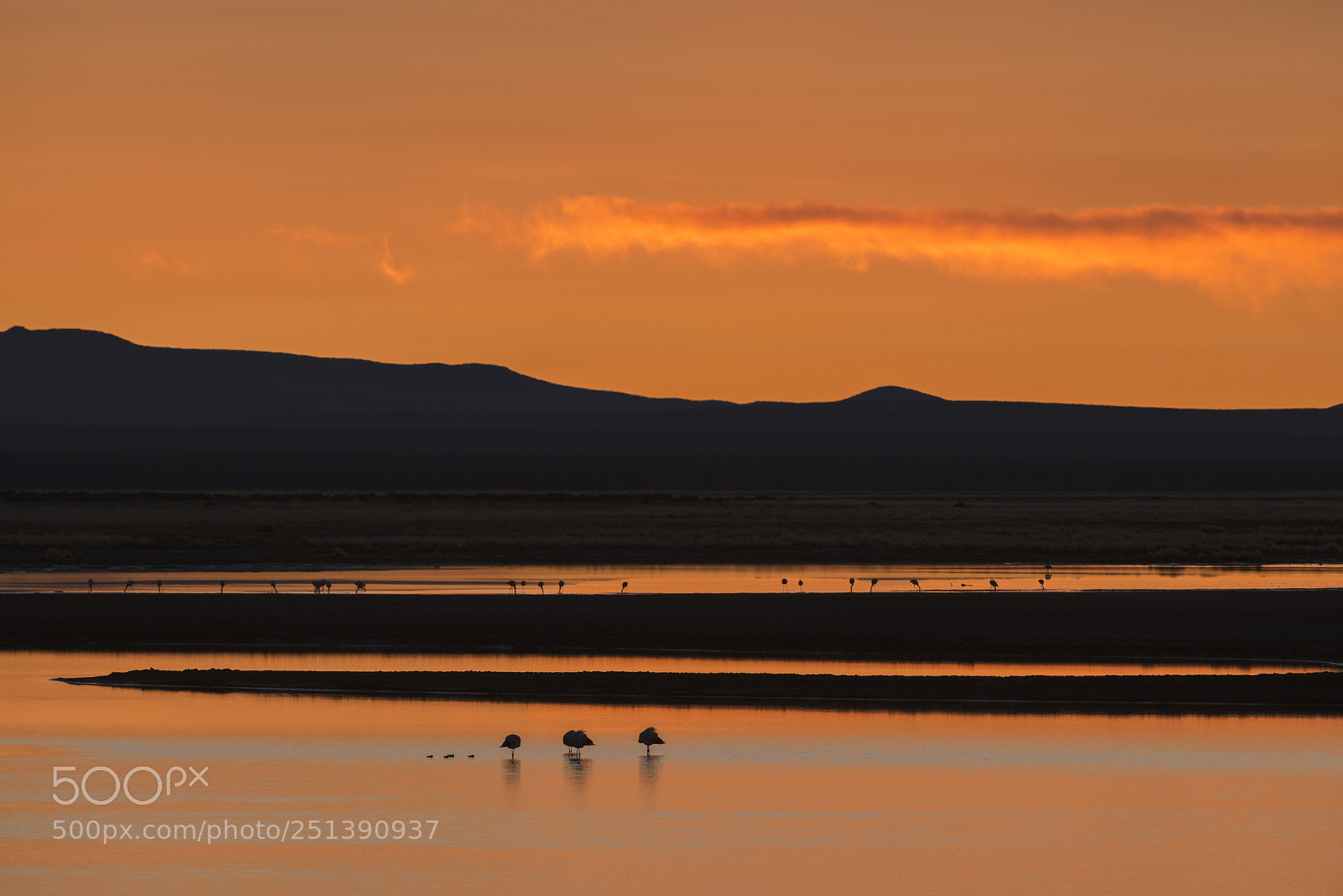Nikon D800 sample photo. Flamingos during sunrise at photography