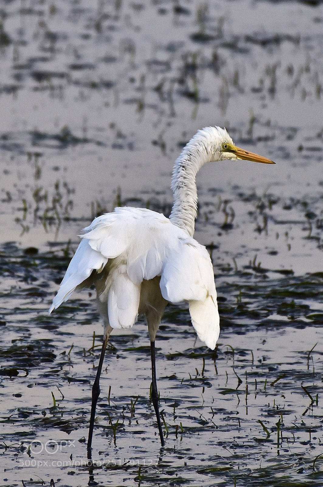 Nikon D810 sample photo. Feathered friend photography