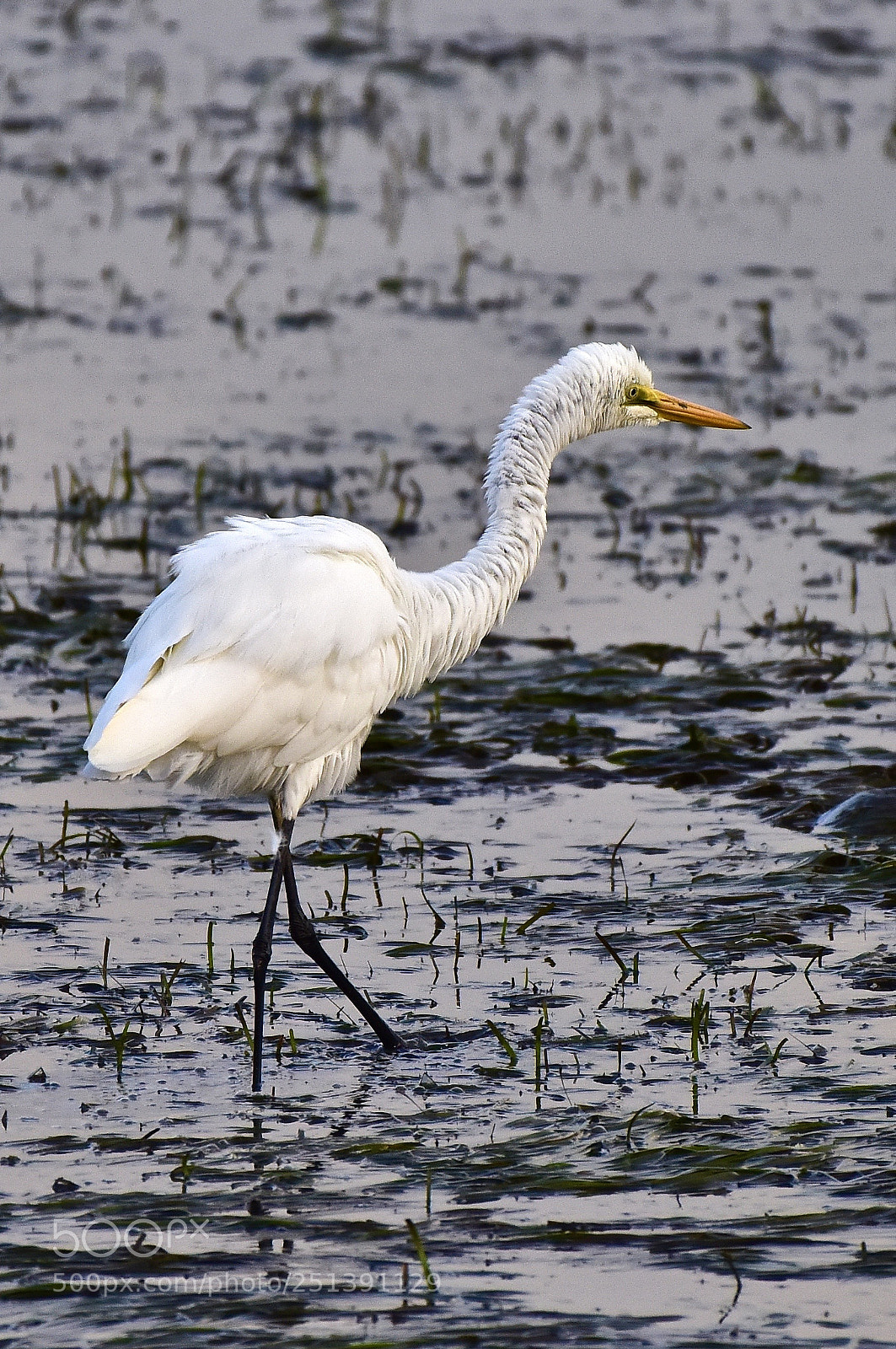 Nikon D810 sample photo. Feathered friend photography
