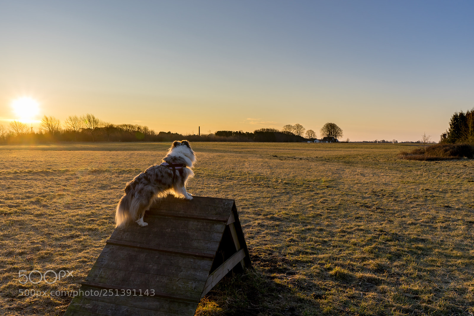 Sony a7 III sample photo. Daisy the dog on photography