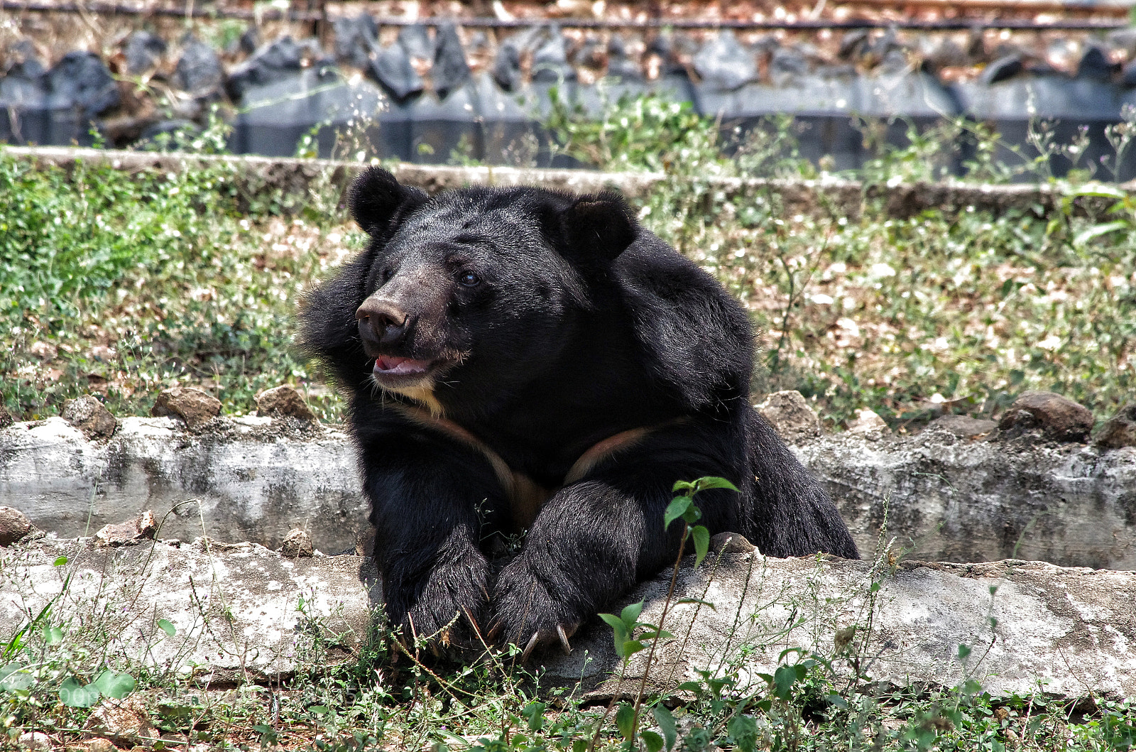 Pentax K-5 IIs sample photo. Himalayan black bear photography