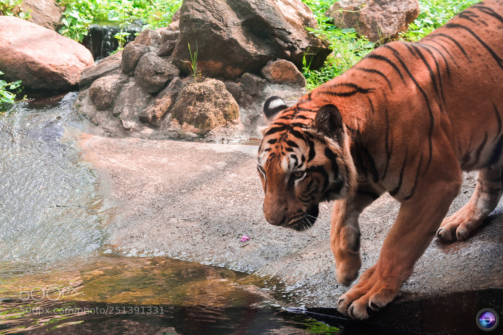 Nikon D3400 sample photo. Tiger photography