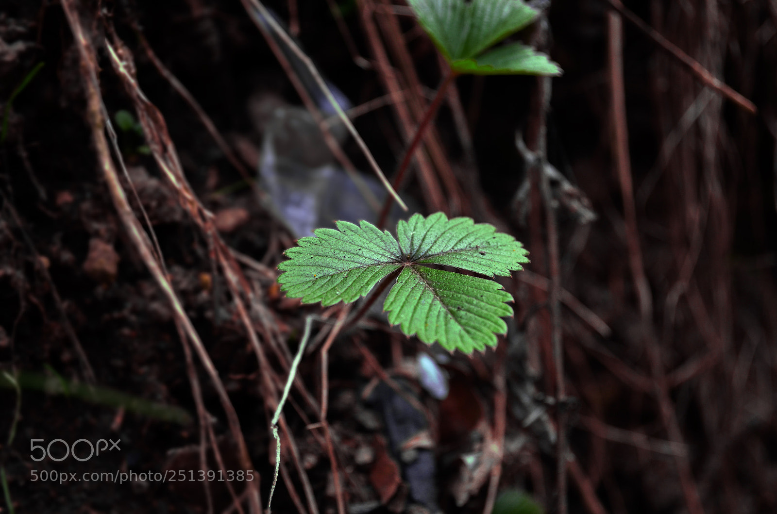 Nikon D5100 sample photo. Leaf photography