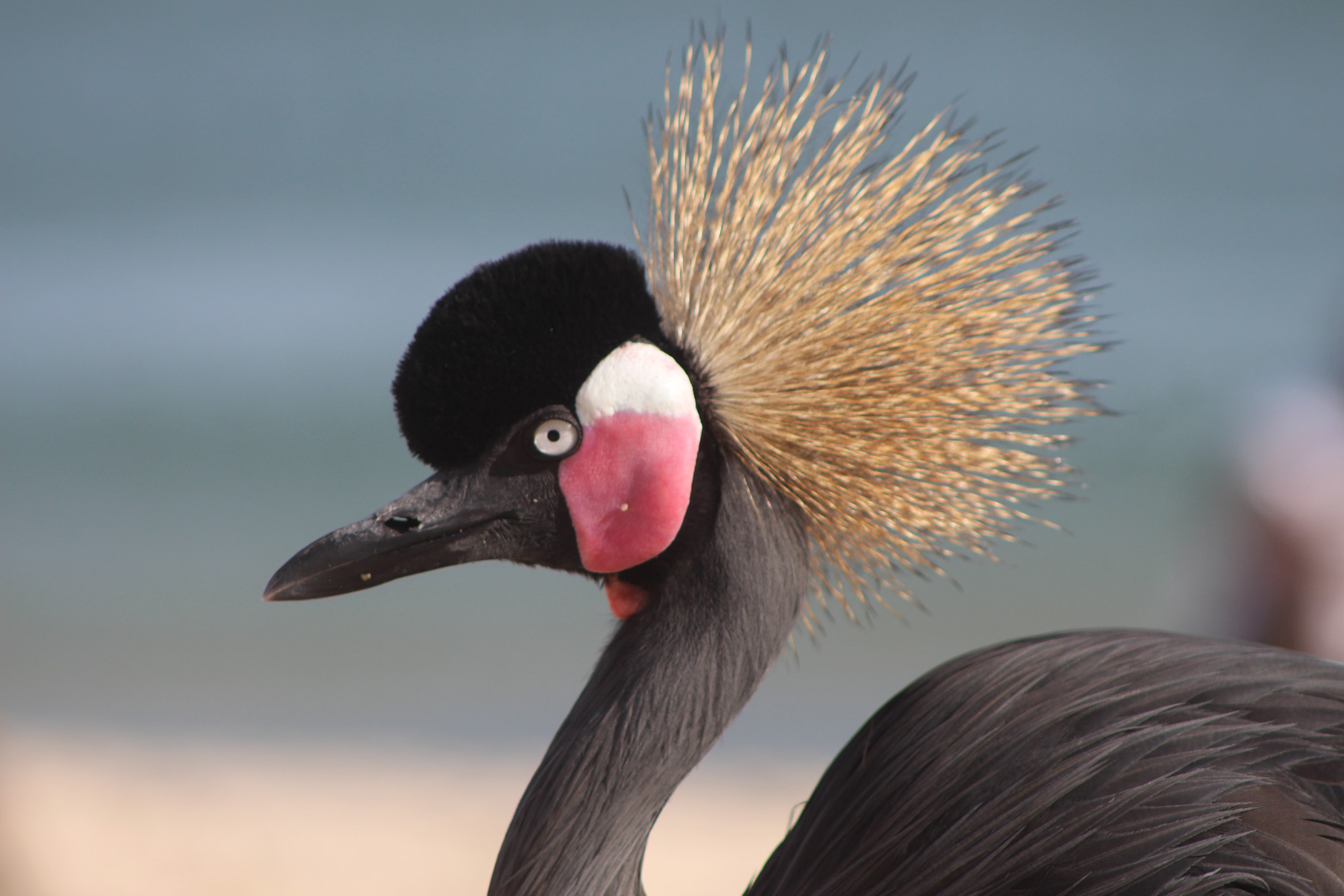 Canon EF 75-300mm f/4-5.6 sample photo