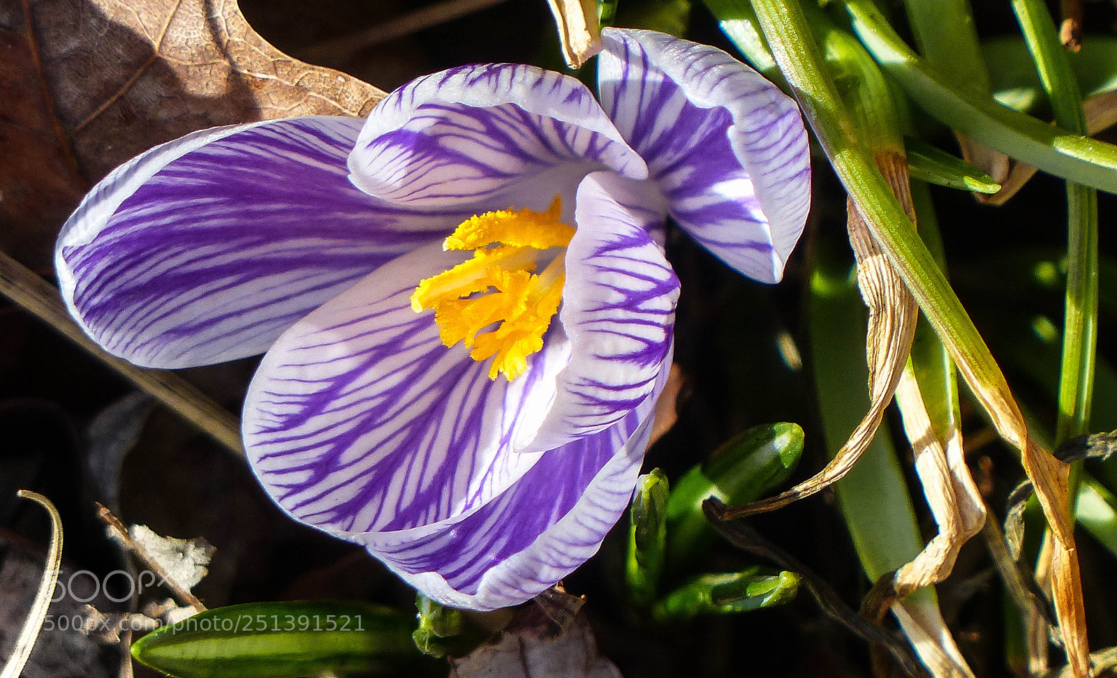 Panasonic Lumix DMC-FZ200 sample photo. Greetings photography