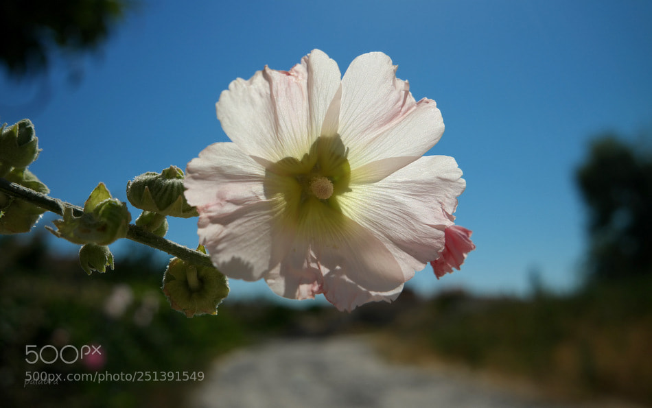 Samsung NX30 sample photo. Ve hatmi photography