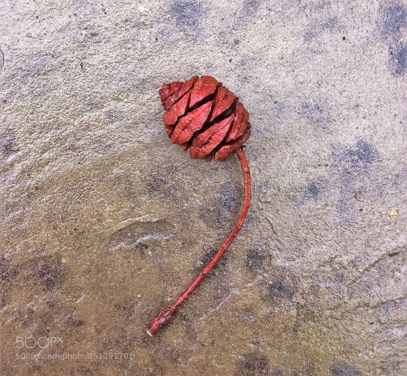 Apple iPhone 5s sample photo. One small fir cone photography