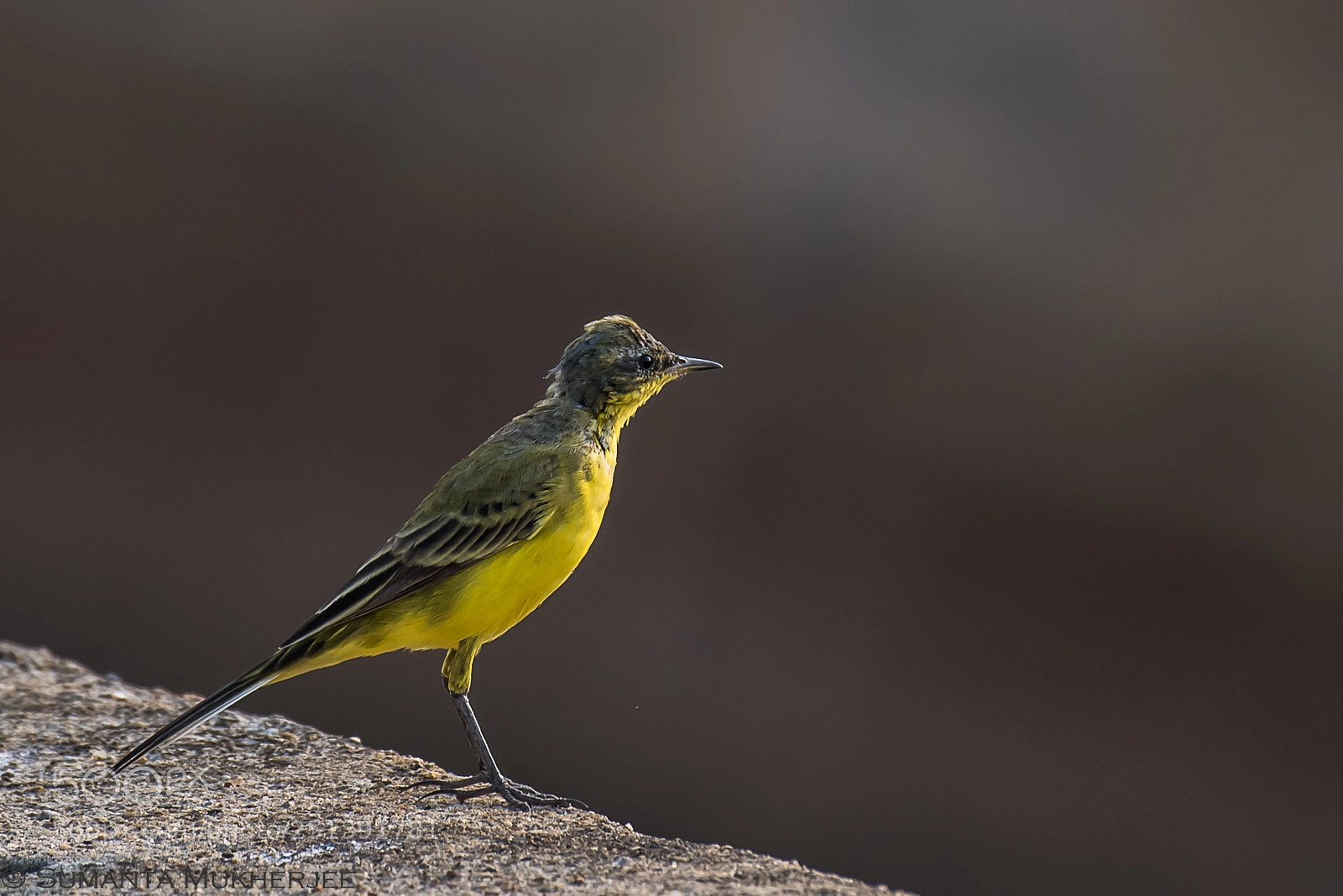 Nikon D810 sample photo. Yellow wagtail photography