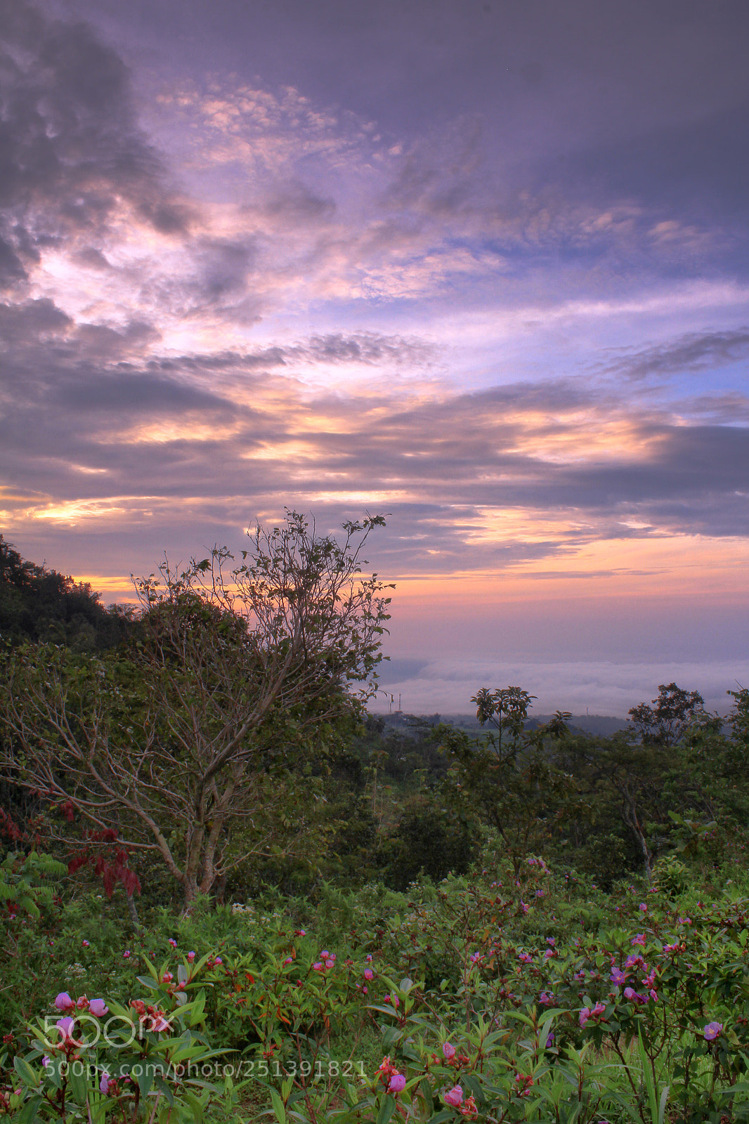 Canon EOS 60D sample photo. Flowers mountain photography