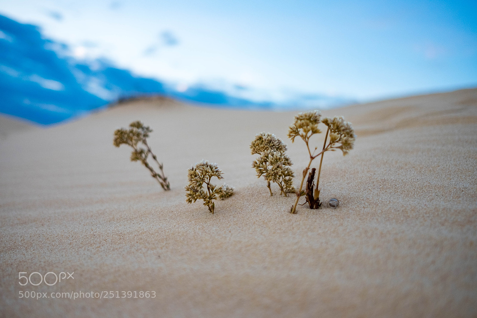 Fujifilm X-T10 sample photo. Live in desert photography