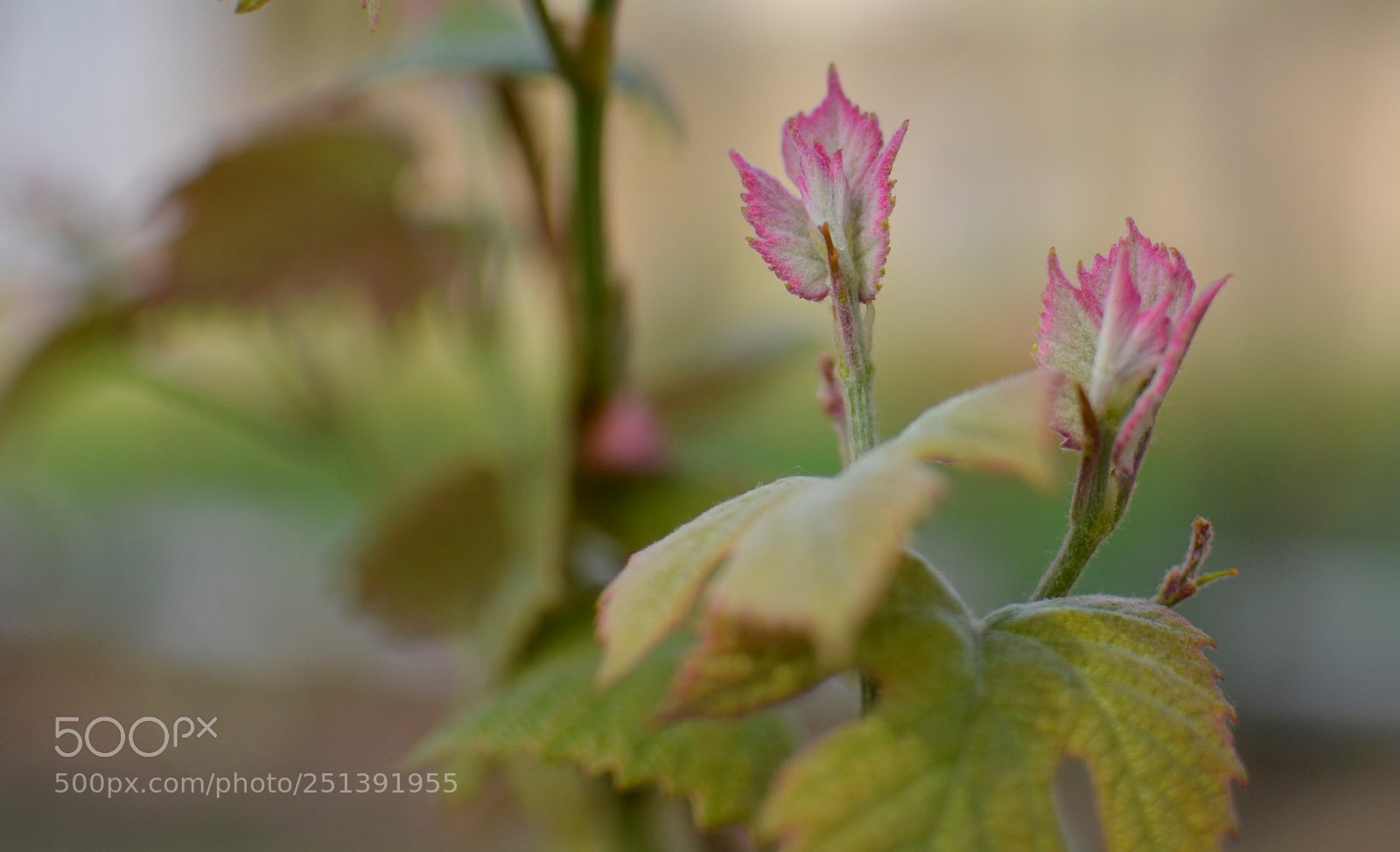 Nikon D5100 + Nikon AF-S DX Nikkor 35mm F1.8G sample photo. Blooming grape vines photography