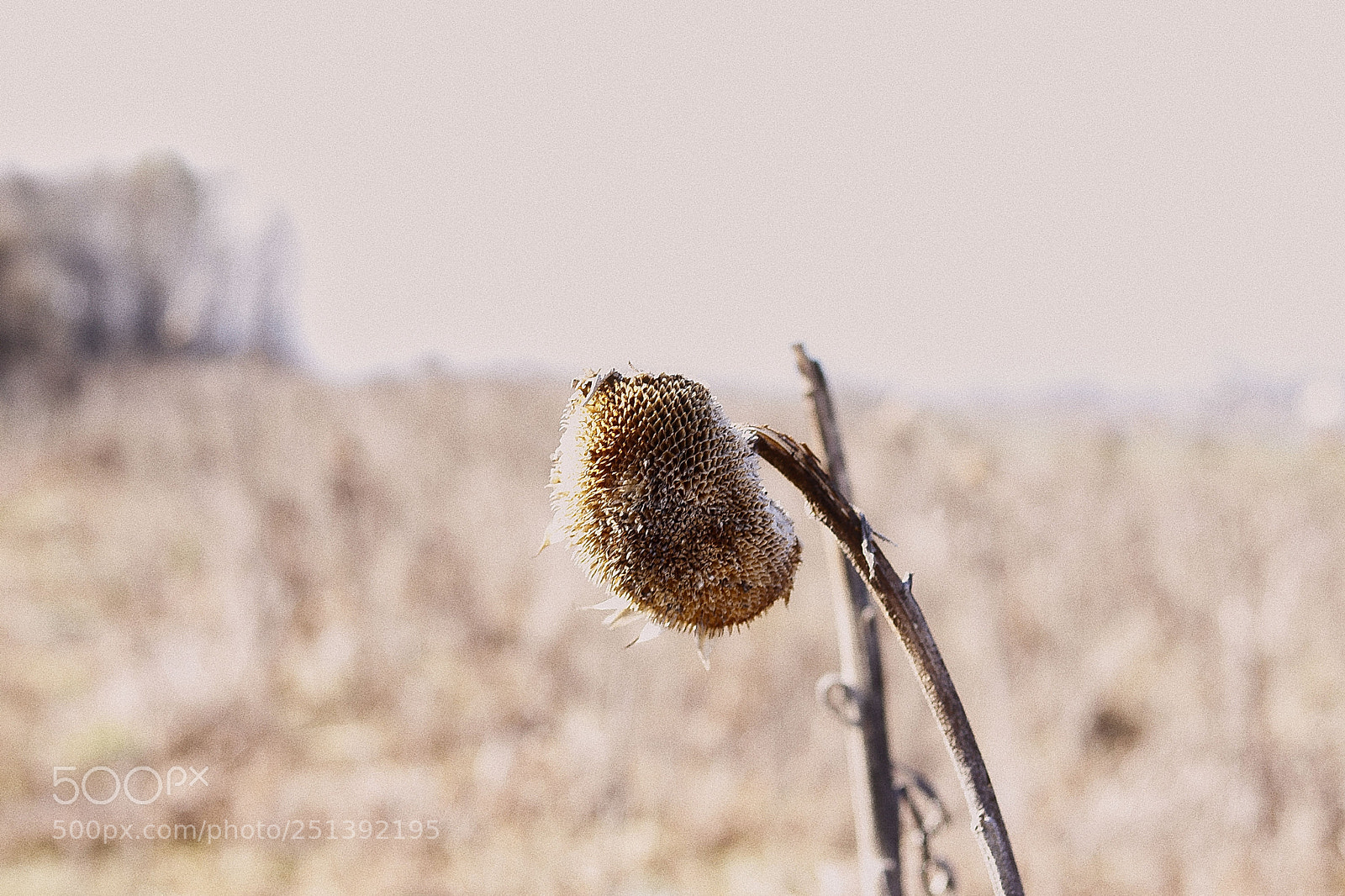 Canon EOS 77D (EOS 9000D / EOS 770D) + Canon EF 50mm F1.8 STM sample photo. Blume photography