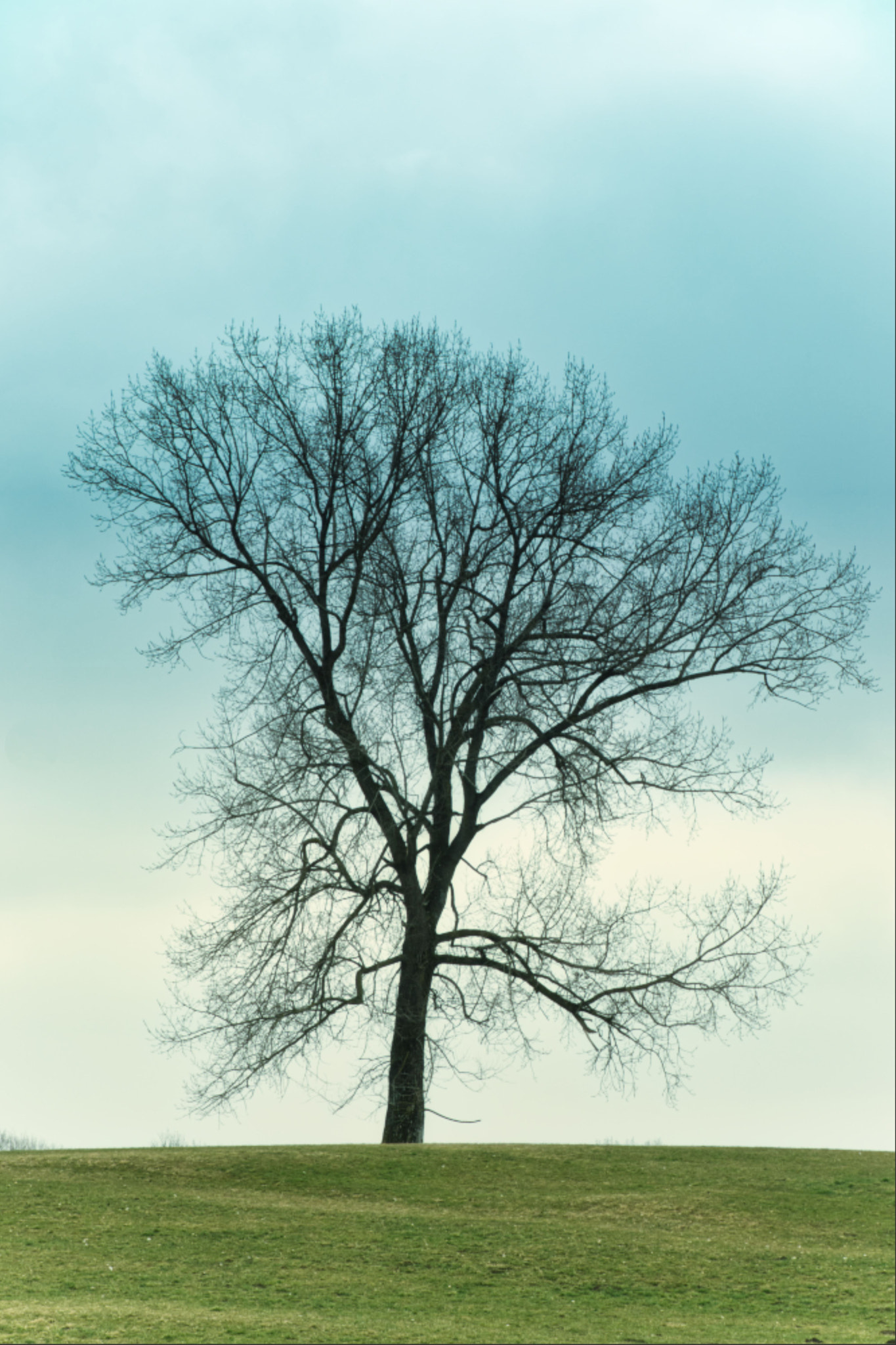 Canon TS-E 90mm F2.8 Tilt-Shift sample photo. Baum photography