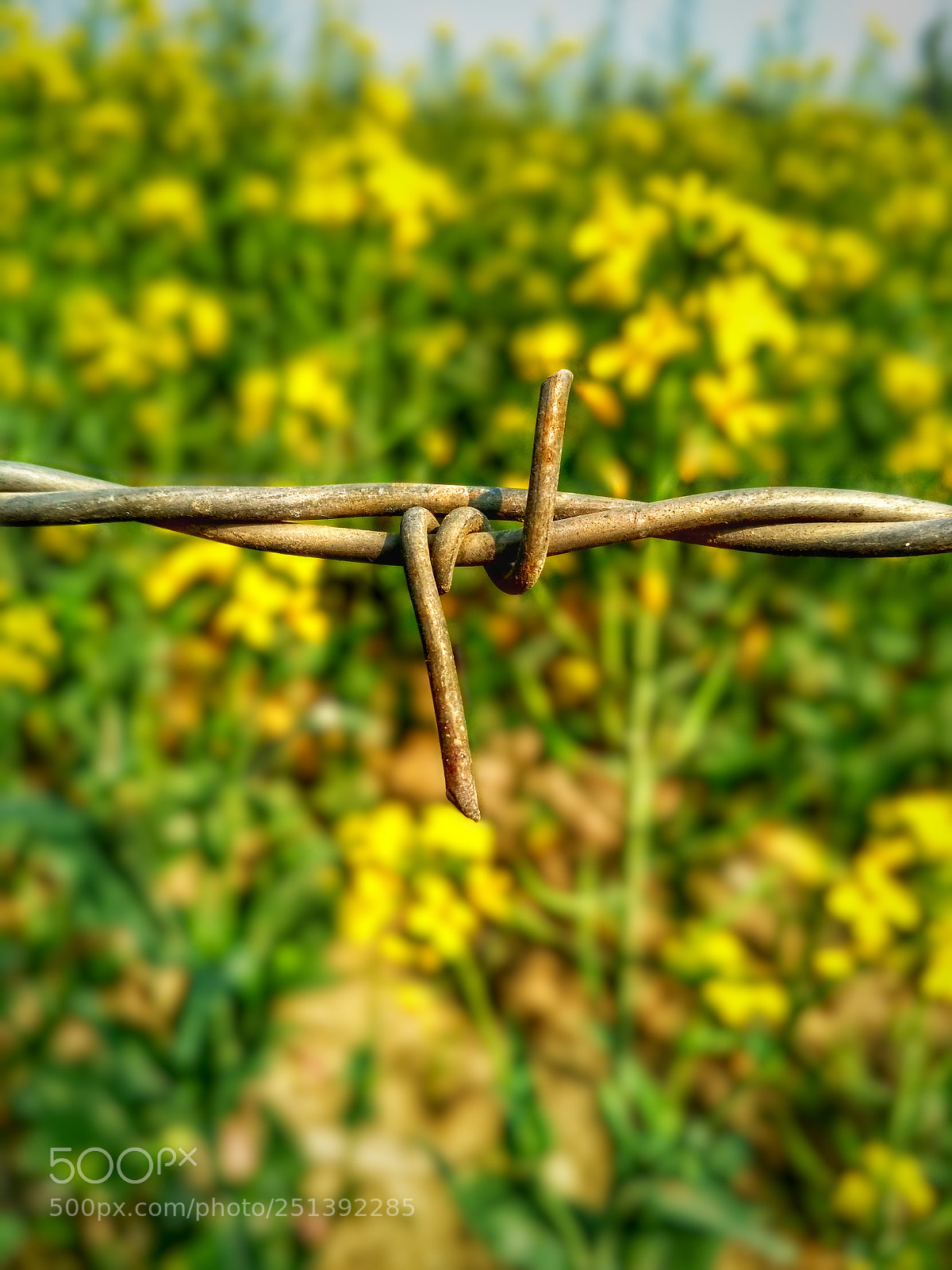 Xiaomi Redmi 3S sample photo. Untitled photography