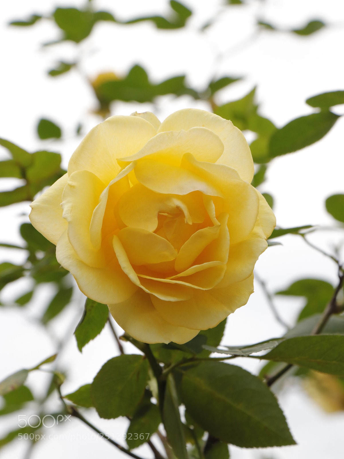 Canon EOS 77D (EOS 9000D / EOS 770D) sample photo. Yellow flowers photography