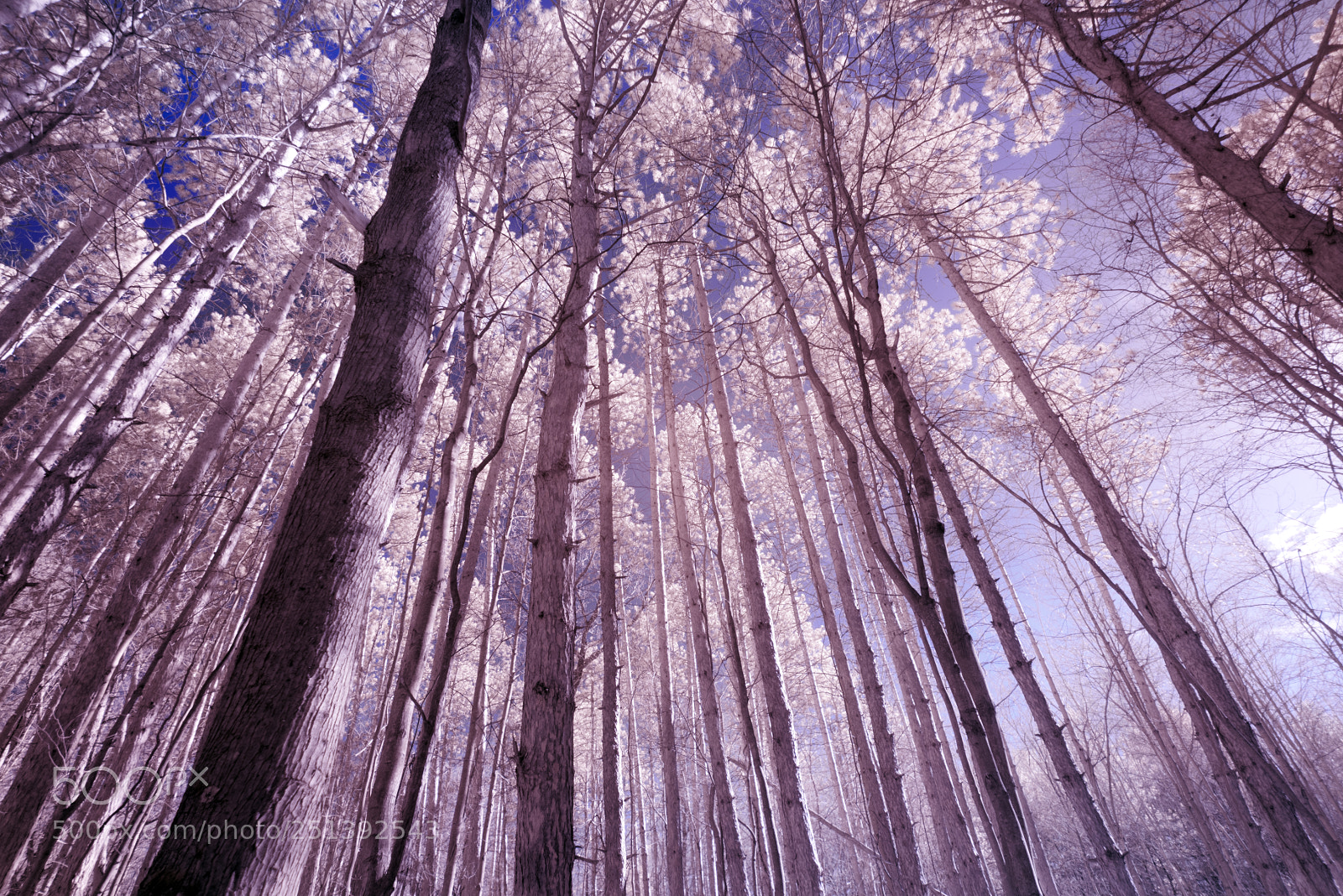 Sony a7R sample photo. Oak openings photography