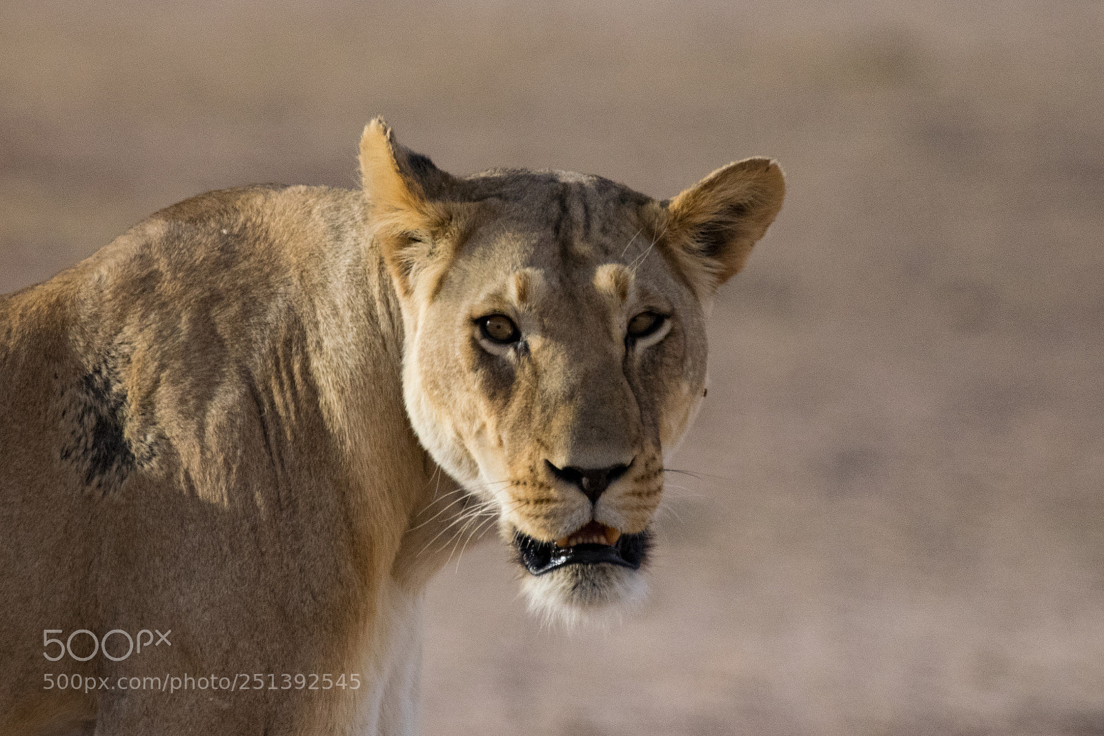 Nikon D5300 sample photo. Lion stare photography