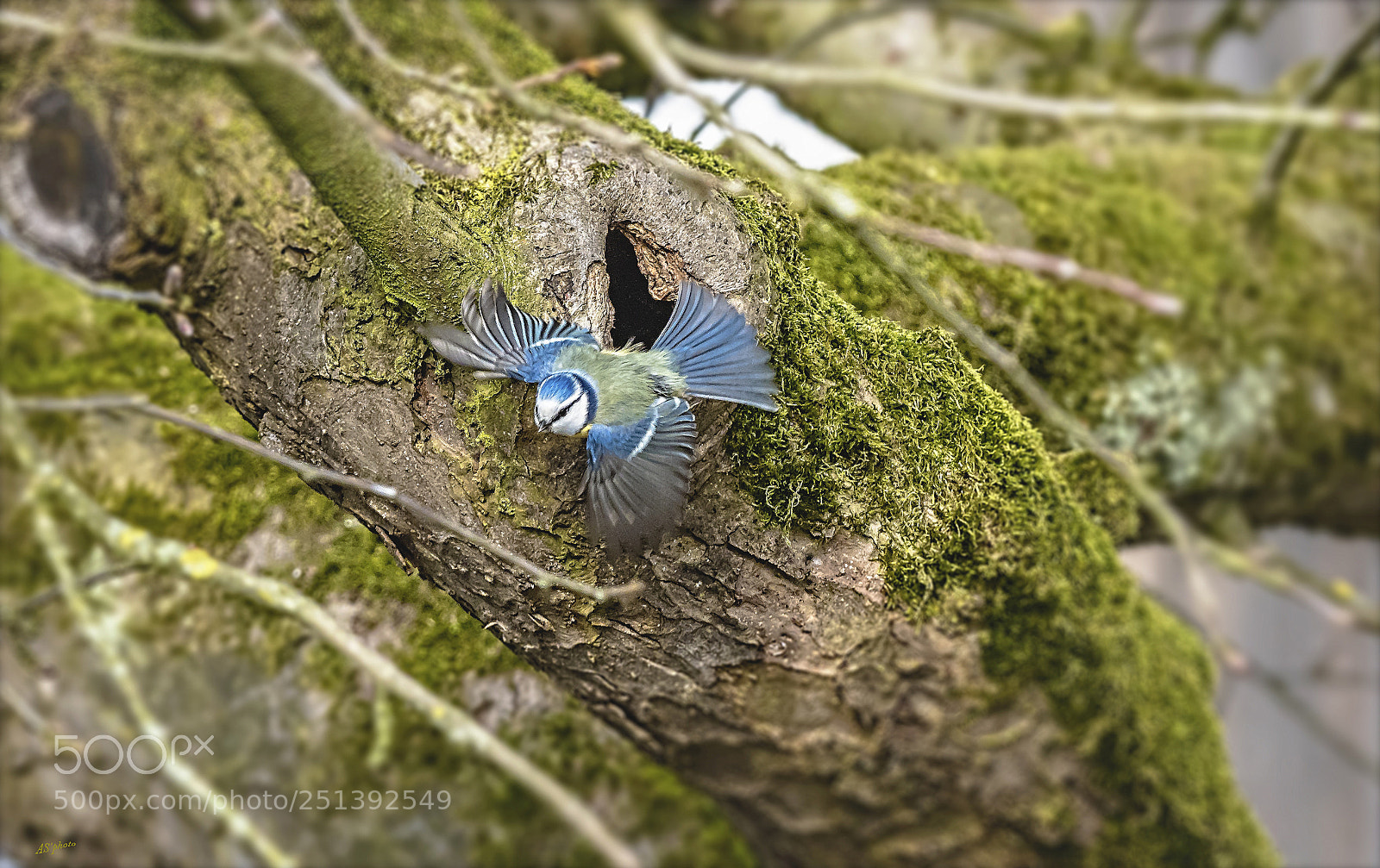 Olympus OM-D E-M1 Mark II sample photo. Bluetit photography