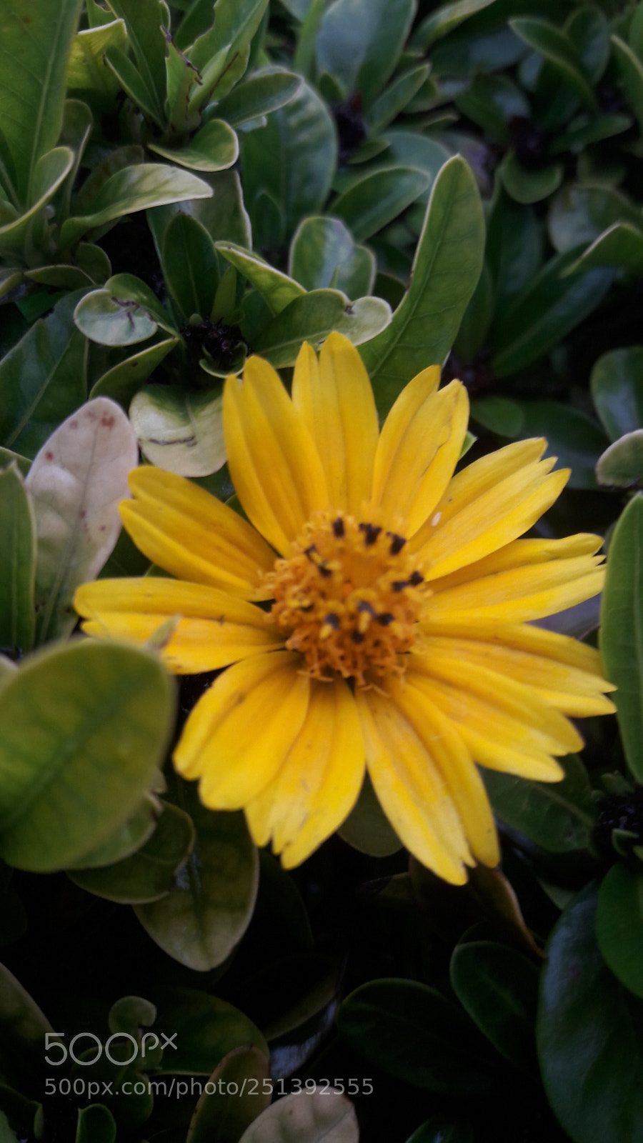 Samsung Galaxy J7 sample photo. Untitled photography