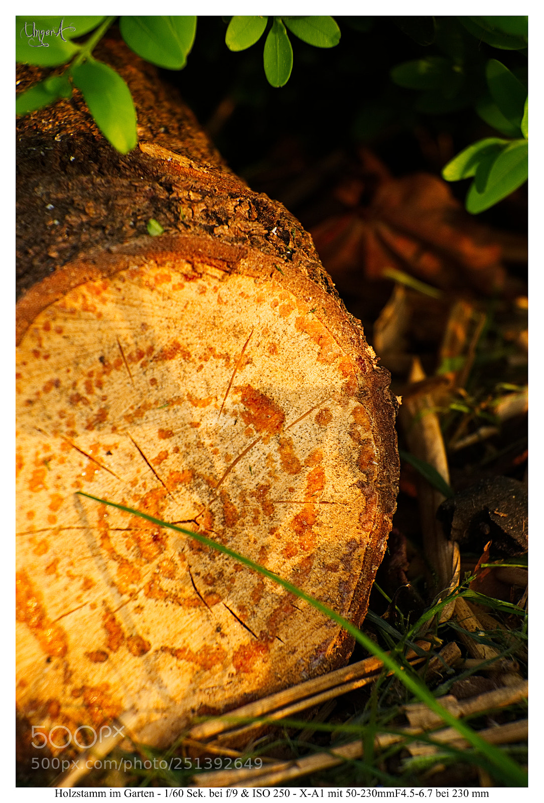 Fujifilm X-A1 sample photo. Holzstamm photography