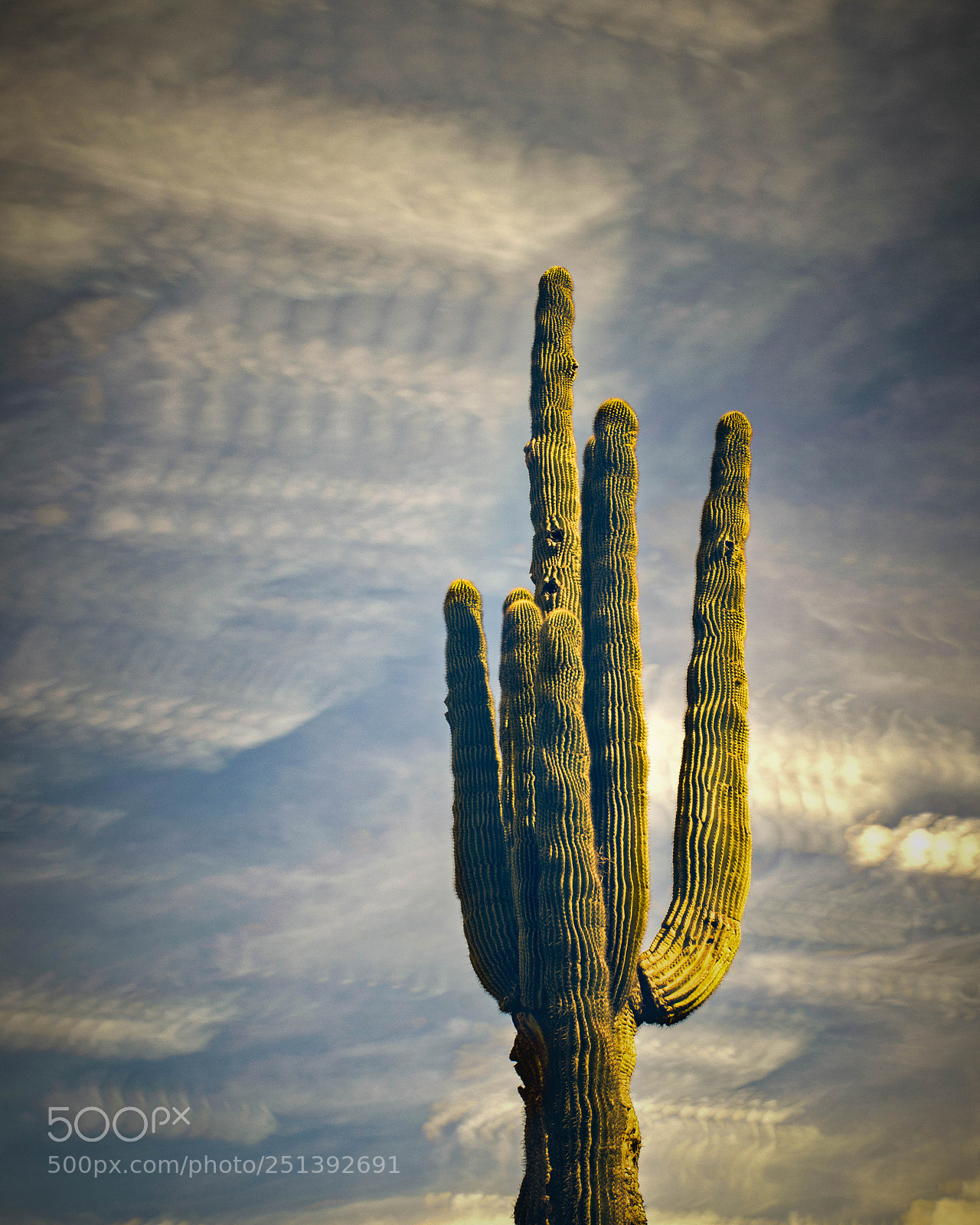 Nikon D5300 sample photo. Saguaro cactus photography