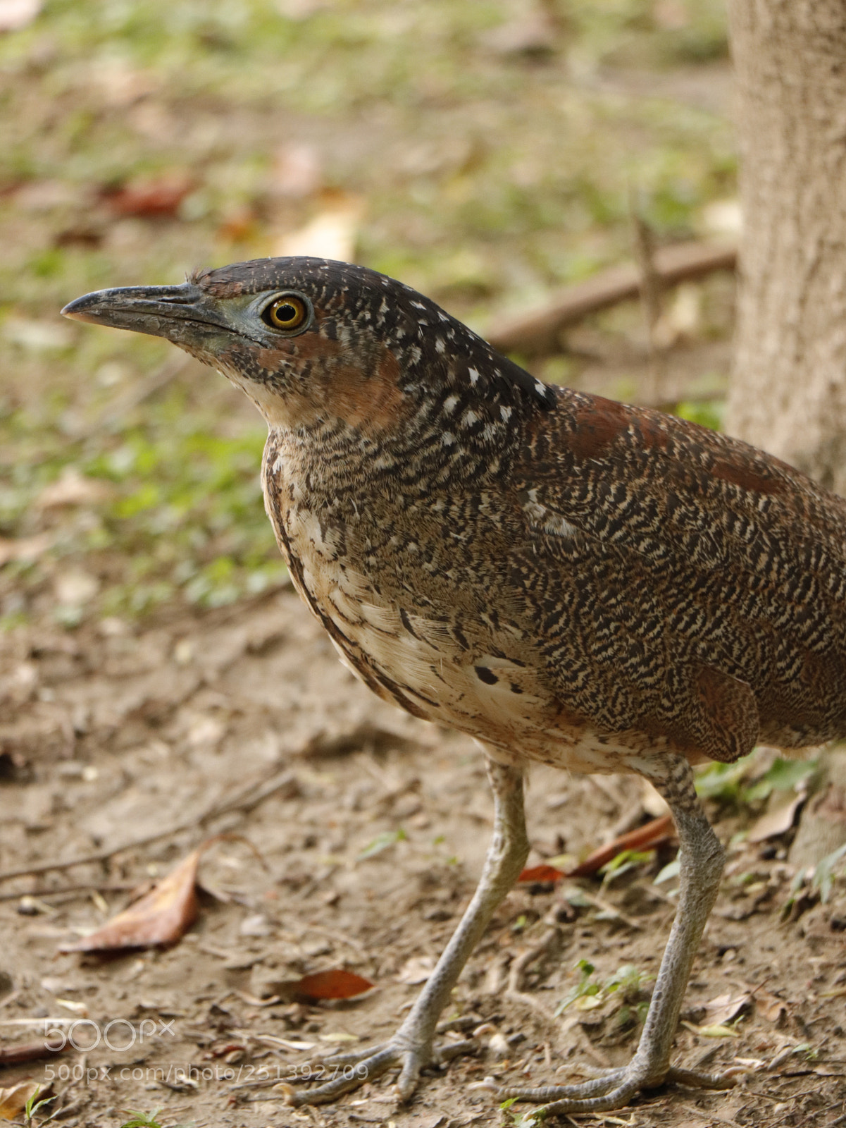 Canon EOS 77D (EOS 9000D / EOS 770D) sample photo. Nycticorax nycticorax photography