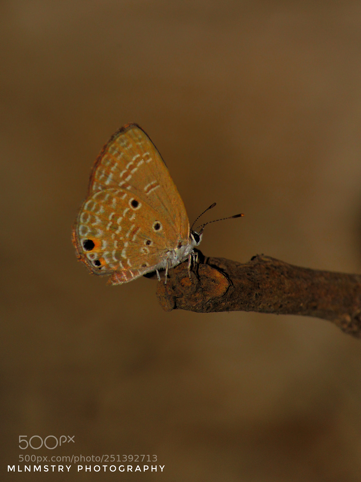Canon EOS 1200D (EOS Rebel T5 / EOS Kiss X70 / EOS Hi) sample photo. Butterfly photography