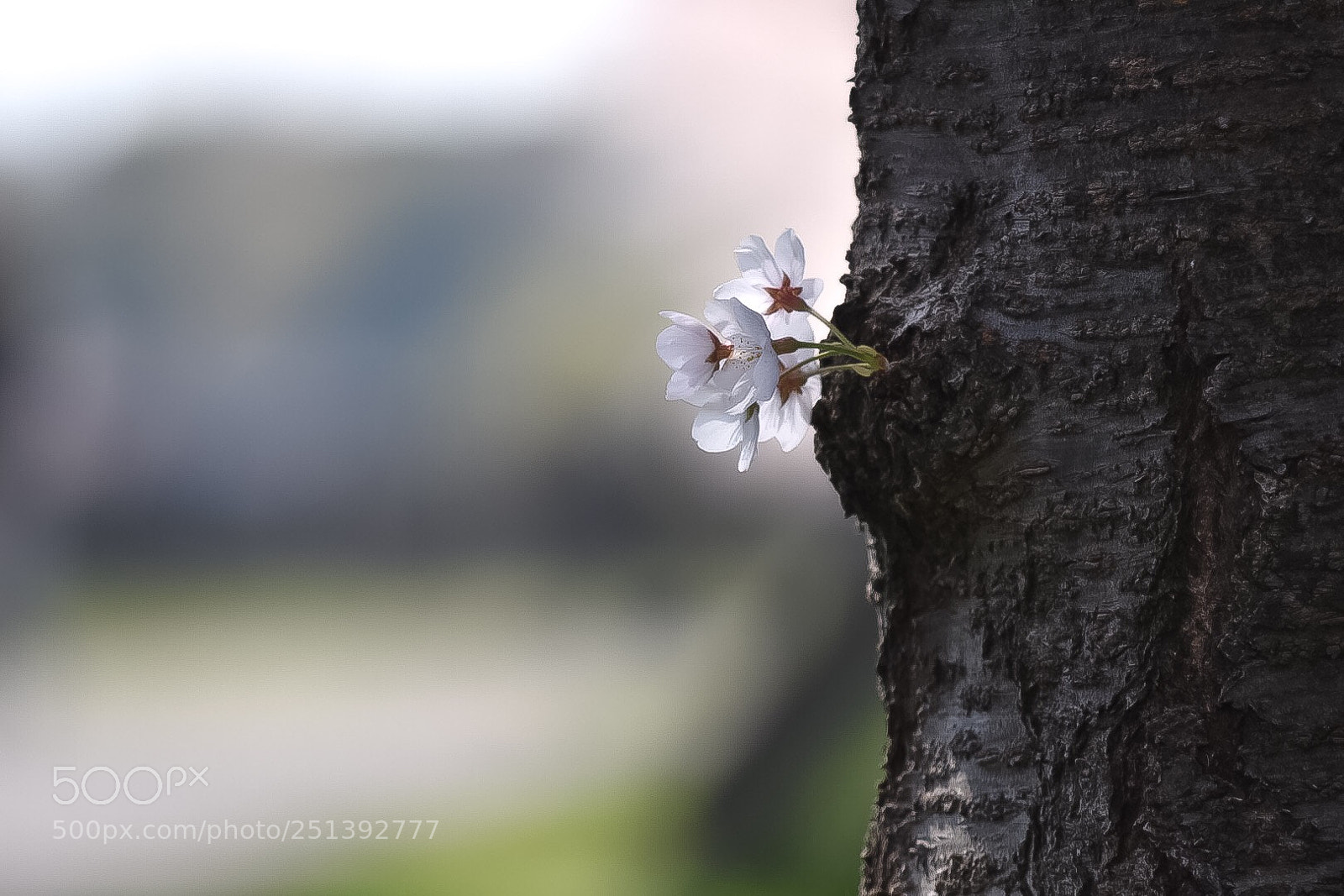 Nikon D5500 sample photo. Untitled photography