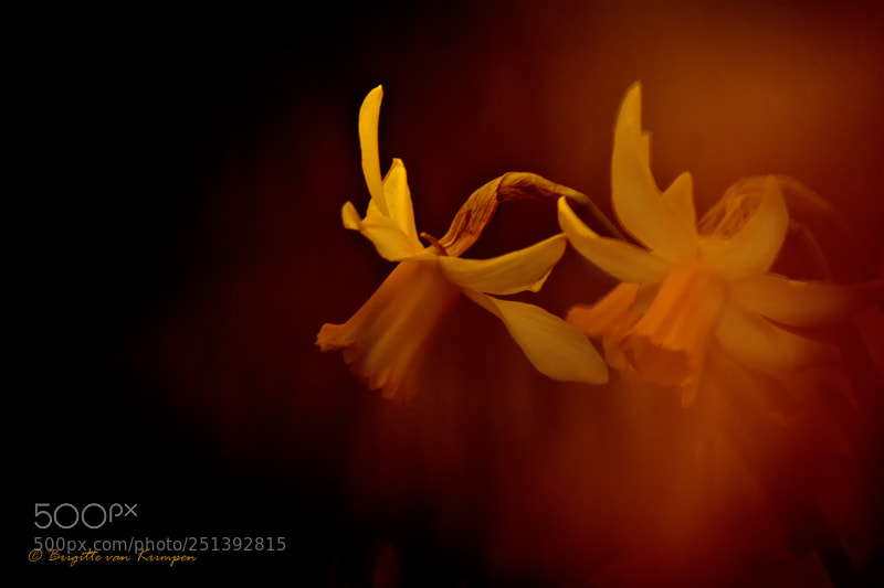 Canon EOS 60D sample photo. Happy easter photography
