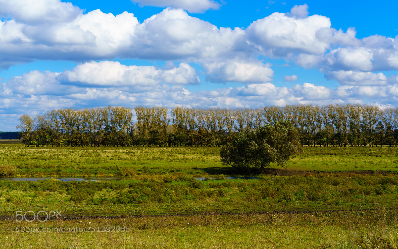 Sony a7R II sample photo. Tree. photography