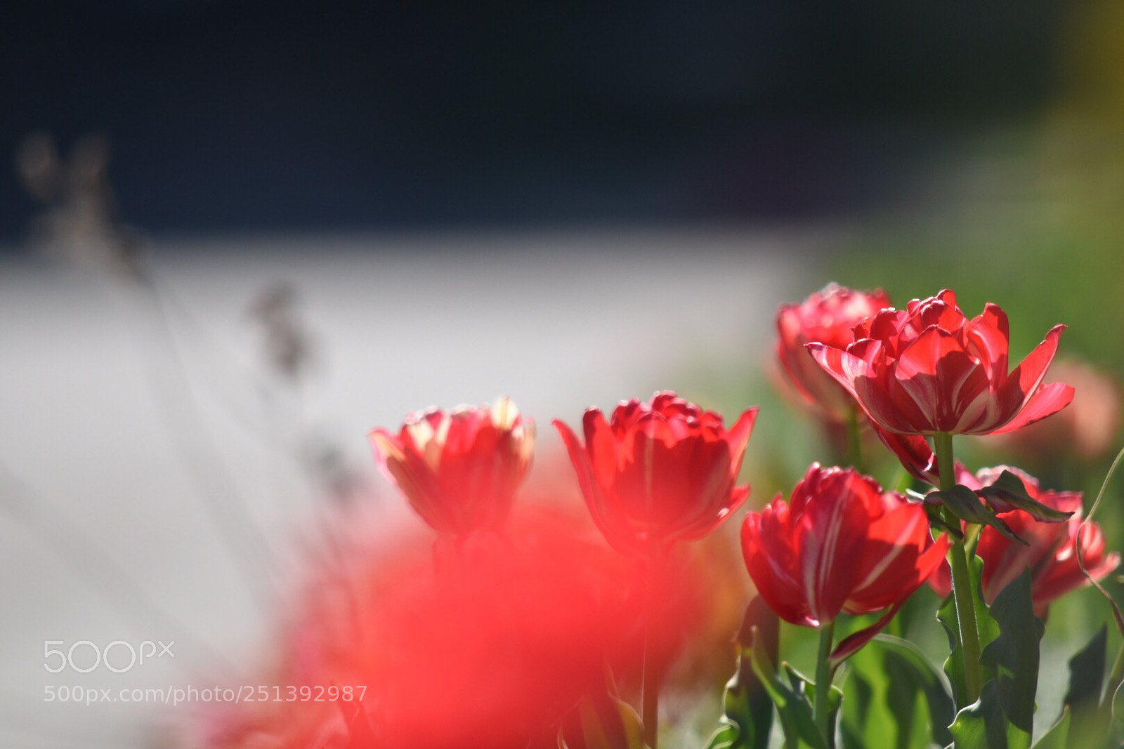 Nikon D5500 sample photo. Untitled photography