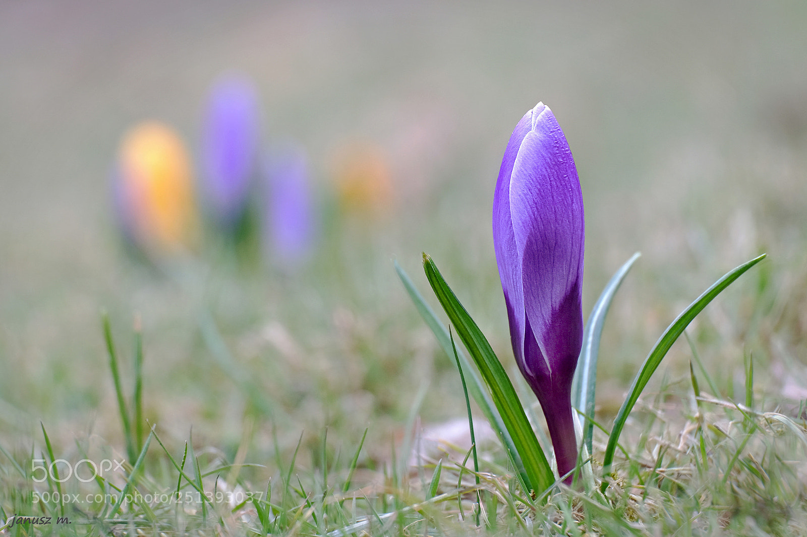 Fujifilm X-T10 sample photo. Crocus is the leader ... photography