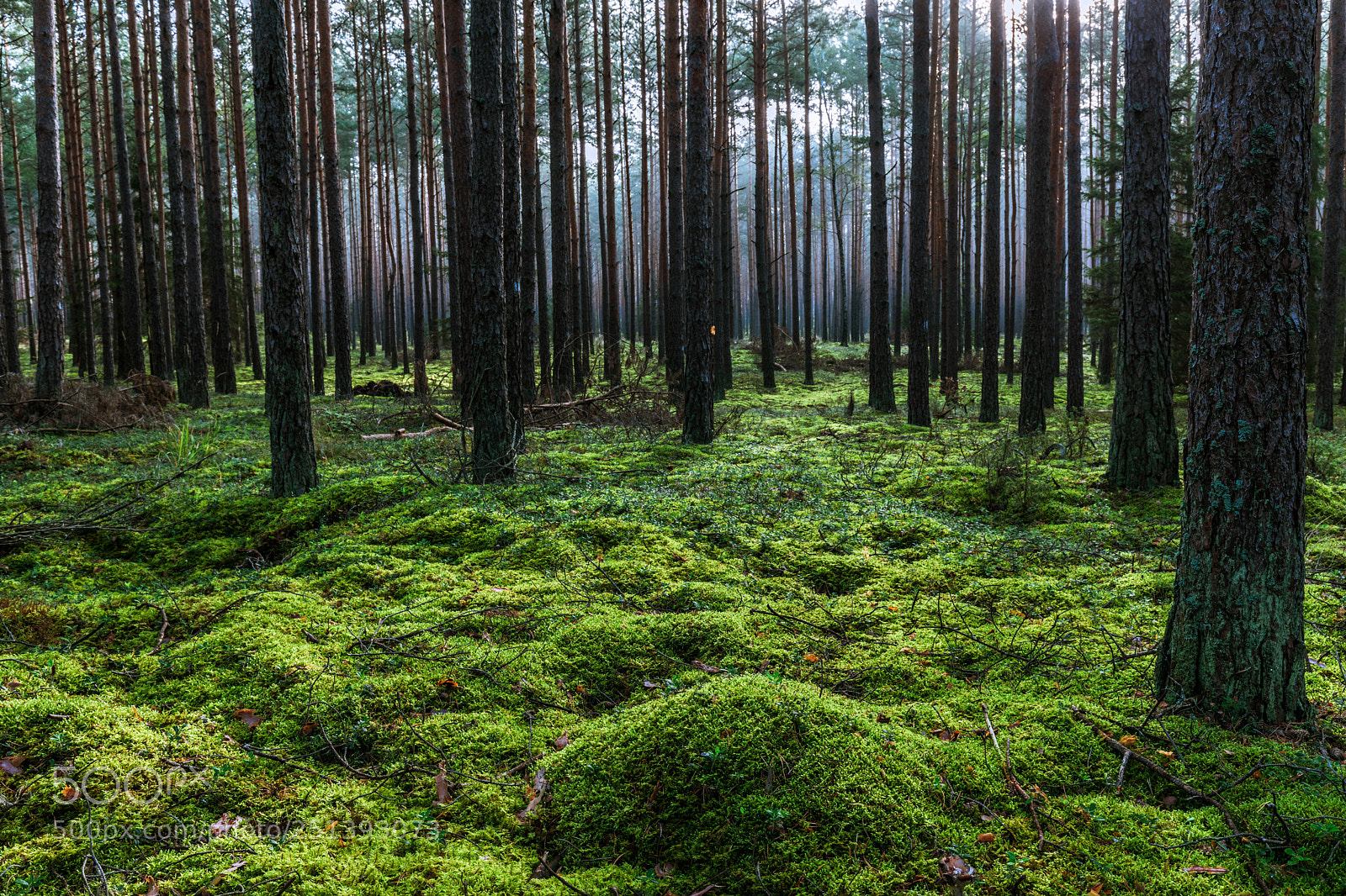 Canon EOS 5D Mark IV sample photo. Zbojna forest photography