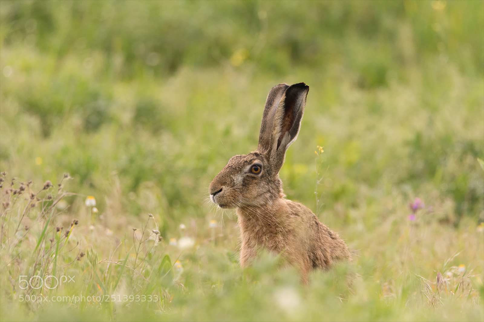 Nikon D7200 sample photo. Happy easter / frohe ostern! photography