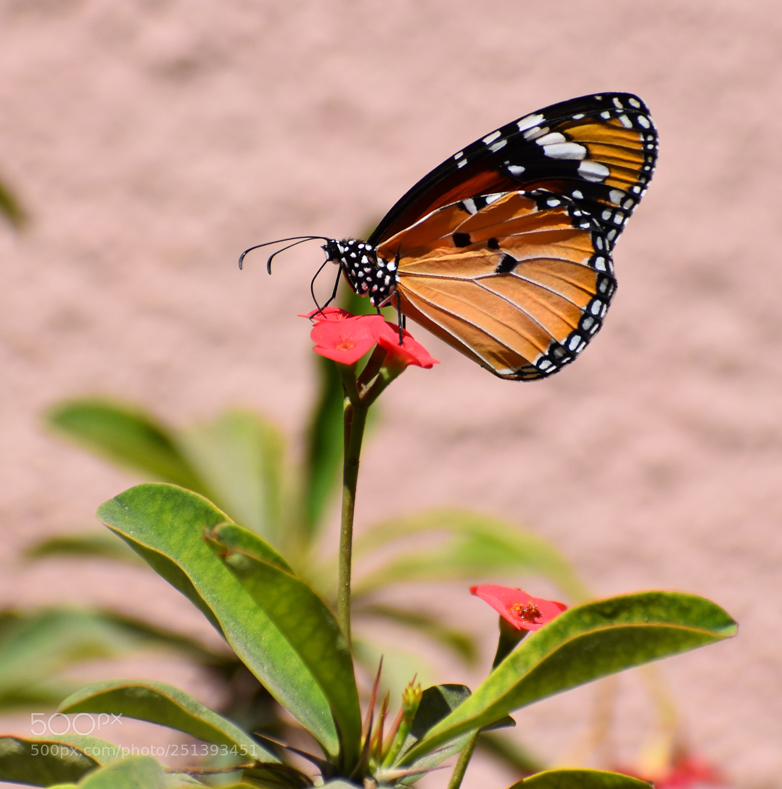 Nikon D5600 sample photo. Dsc photography