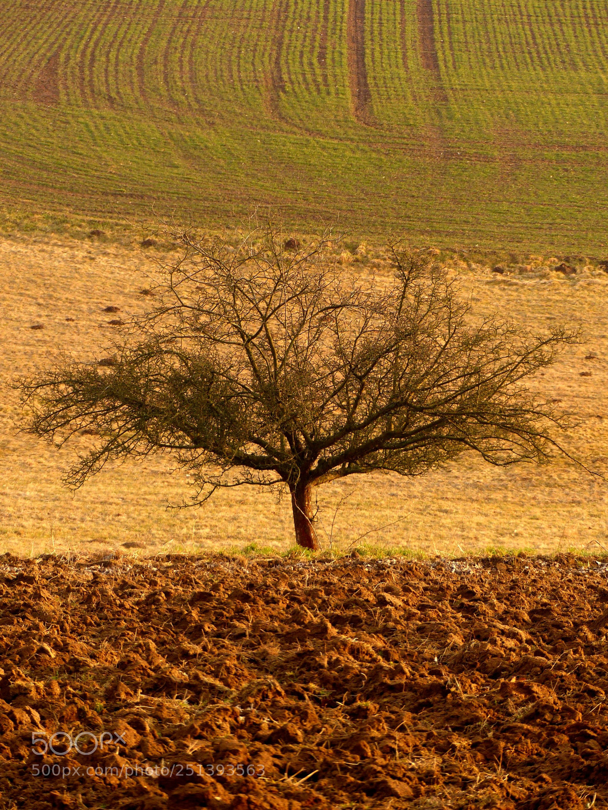 Panasonic Lumix DMC-FZ200 sample photo. Apple tree photography