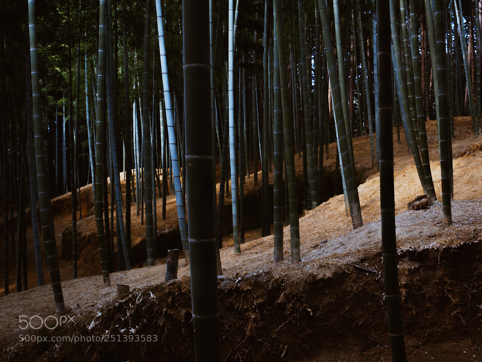 Panasonic Lumix DMC-GX85 (Lumix DMC-GX80 / Lumix DMC-GX7 Mark II) sample photo. Bamboo forest photography