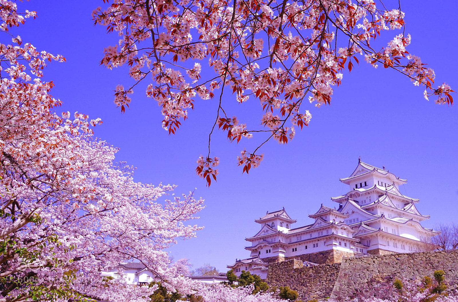 Sony a7R sample photo. Himeji sakura photography