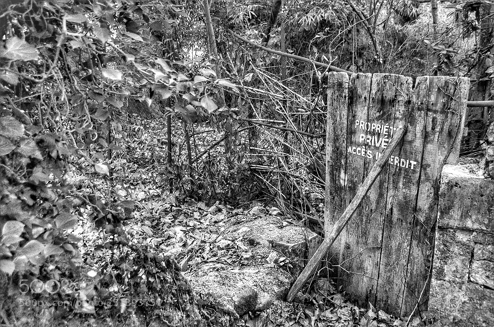 Pentax K-50 sample photo. Untitled photography