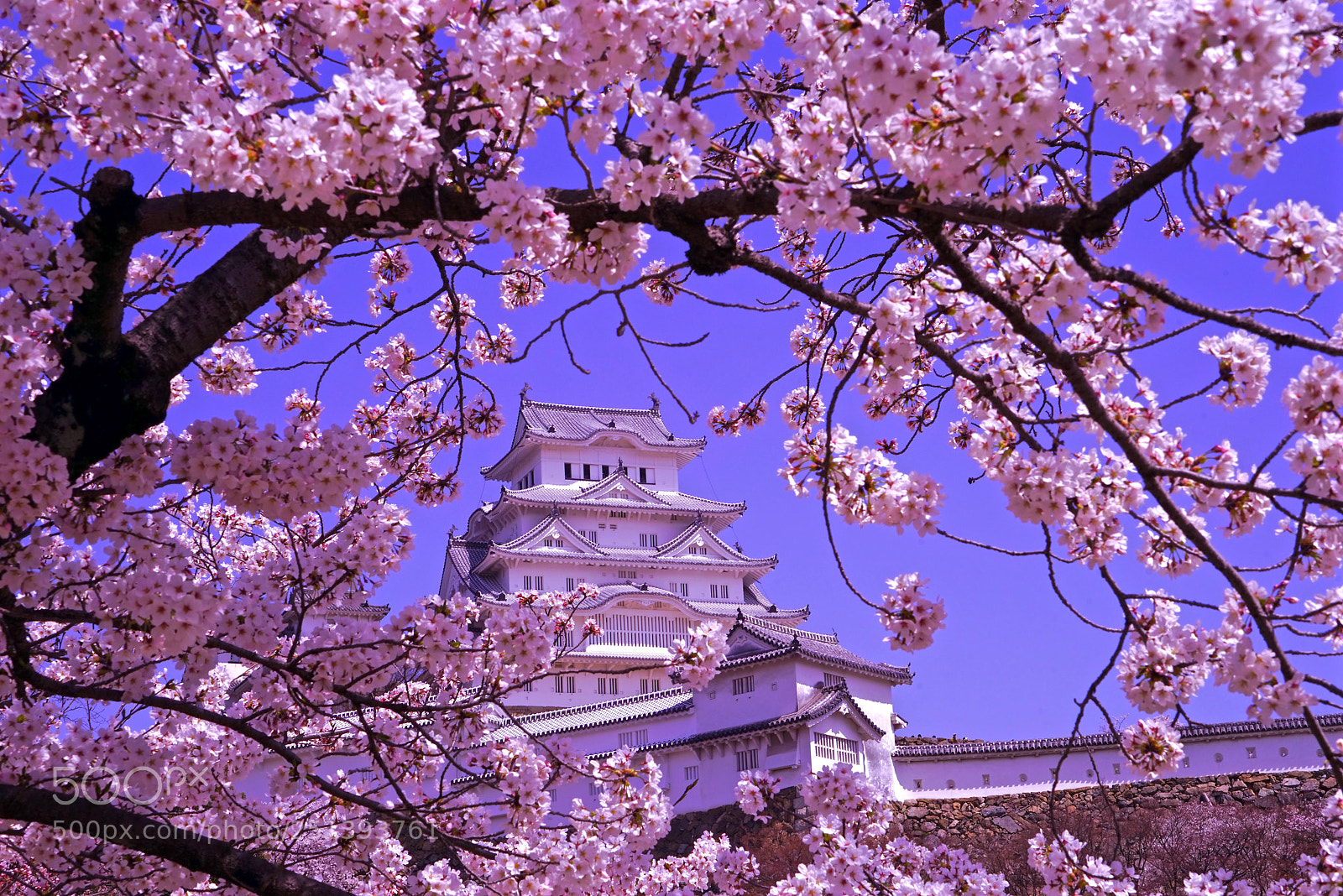 Sony a7R sample photo. Sakura at himeji castle photography
