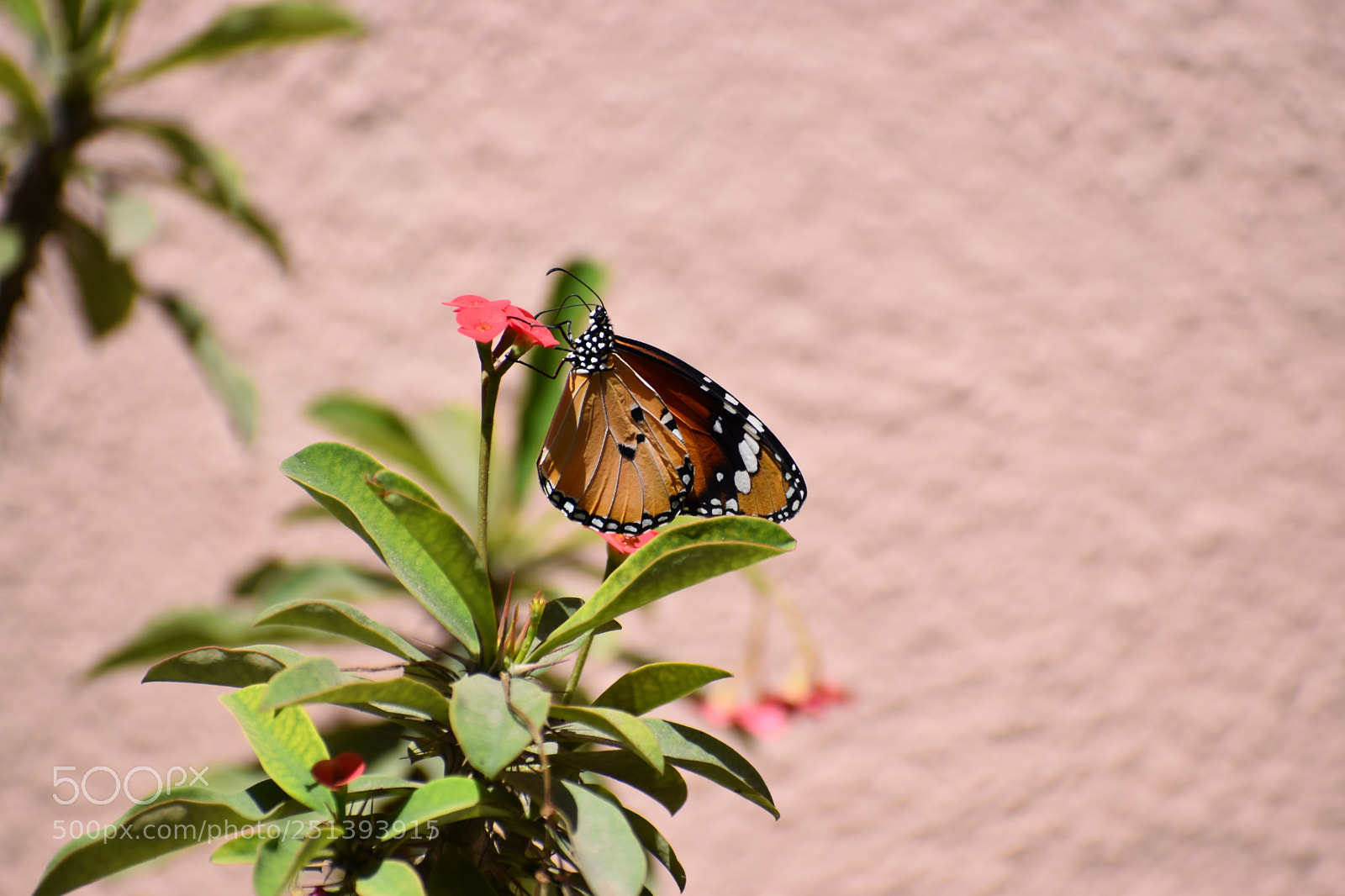 Nikon D5600 sample photo. Dsc photography