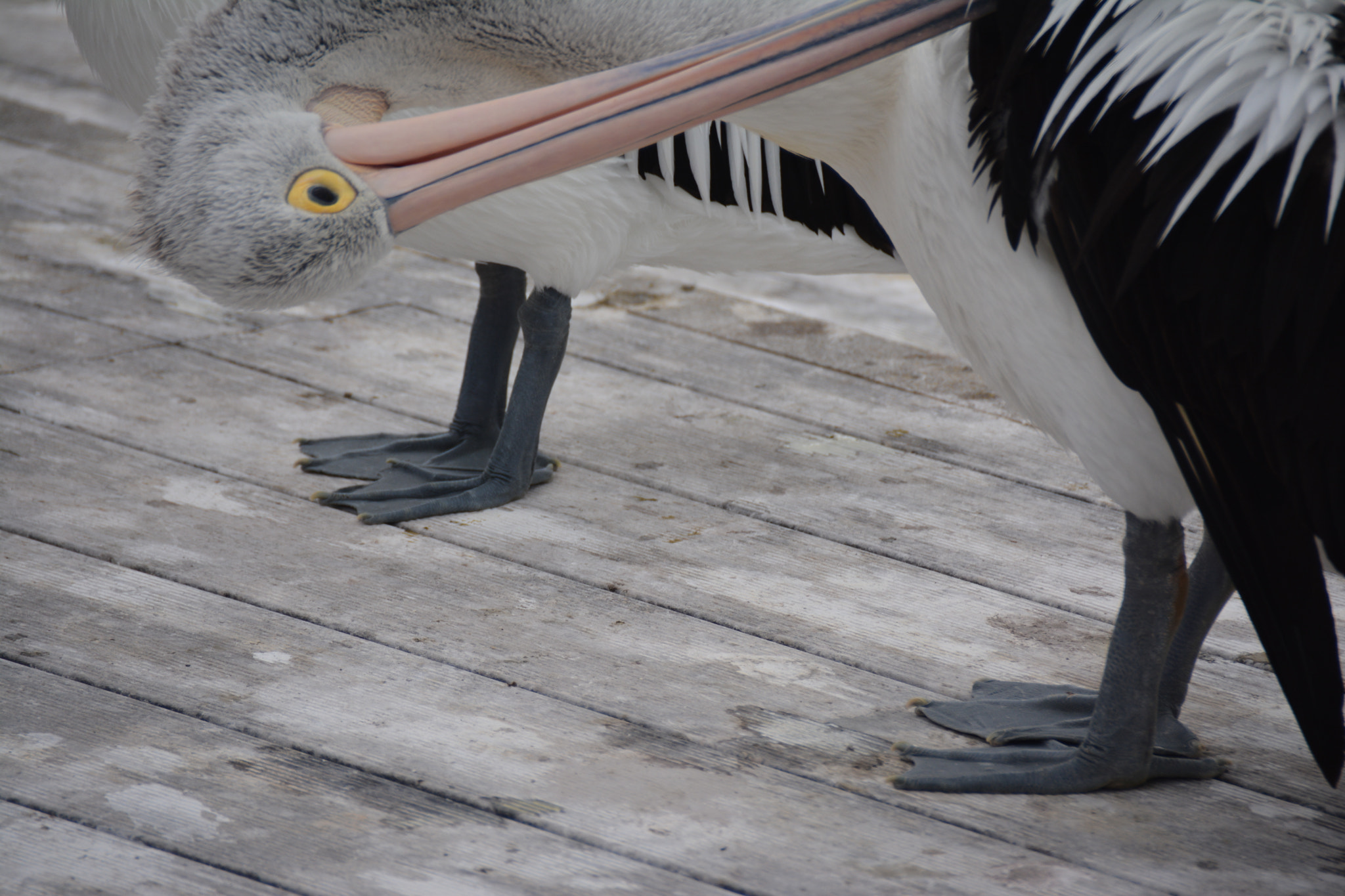 Nikon D7100 sample photo. Pelican at kangaroo island south australia photography