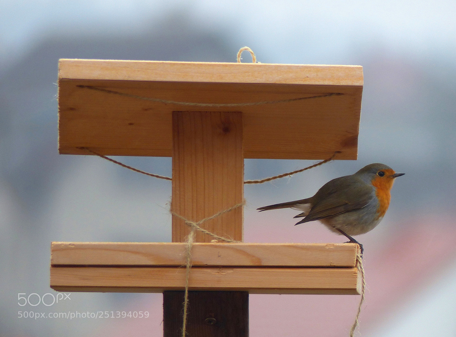 Panasonic Lumix DMC-FZ200 sample photo. Robin photography