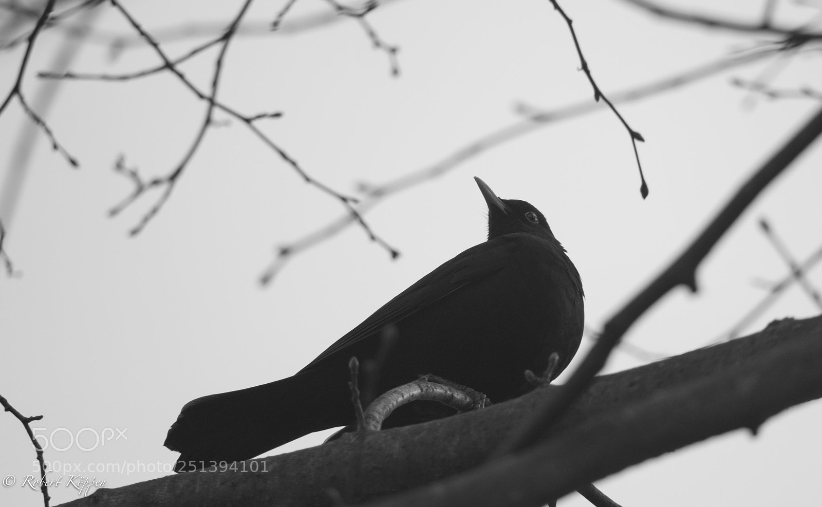Fujifilm X-Pro1 sample photo. Bird photography