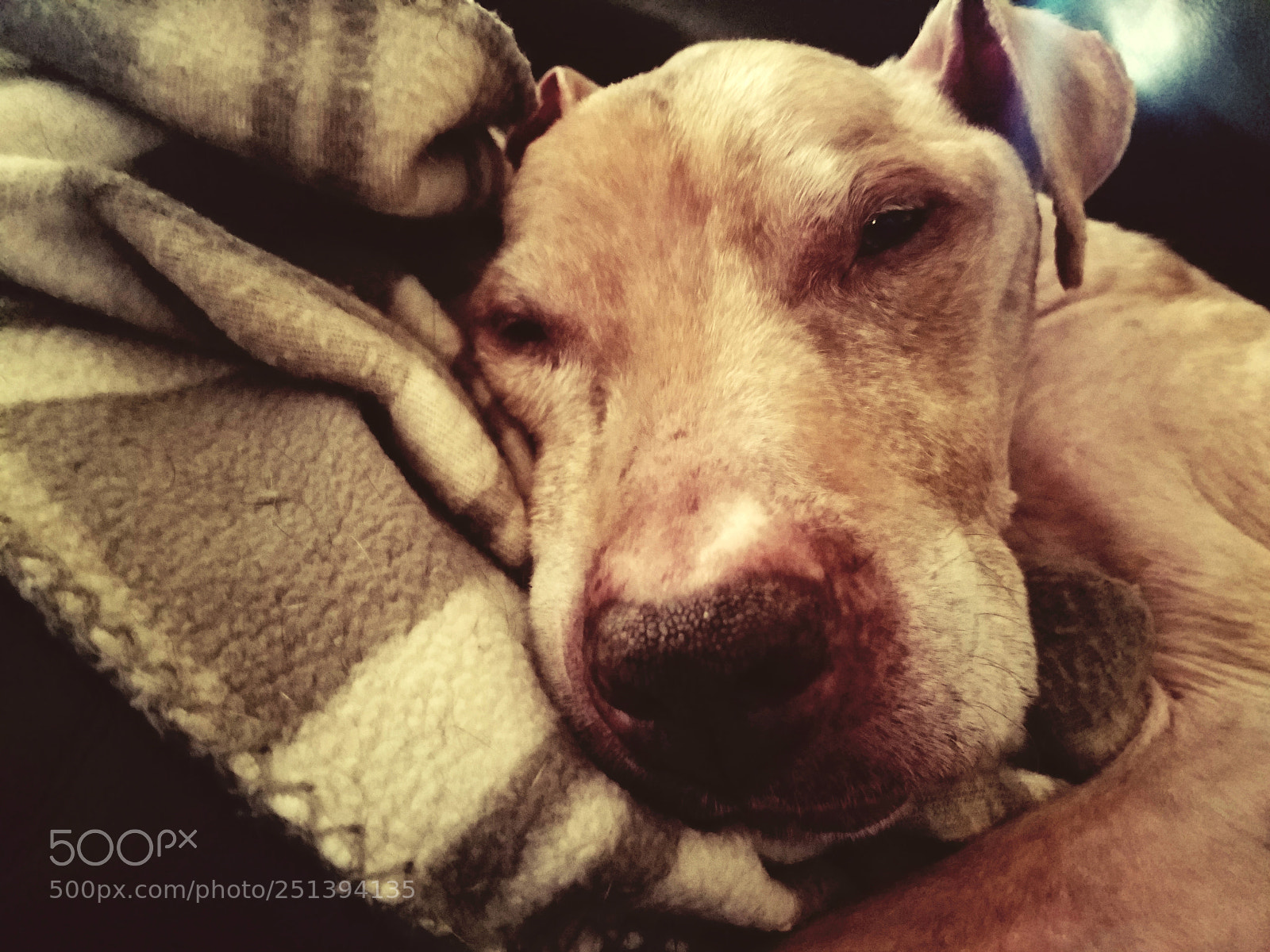 Samsung Galaxy S7 sample photo. Sleepy brewster photography