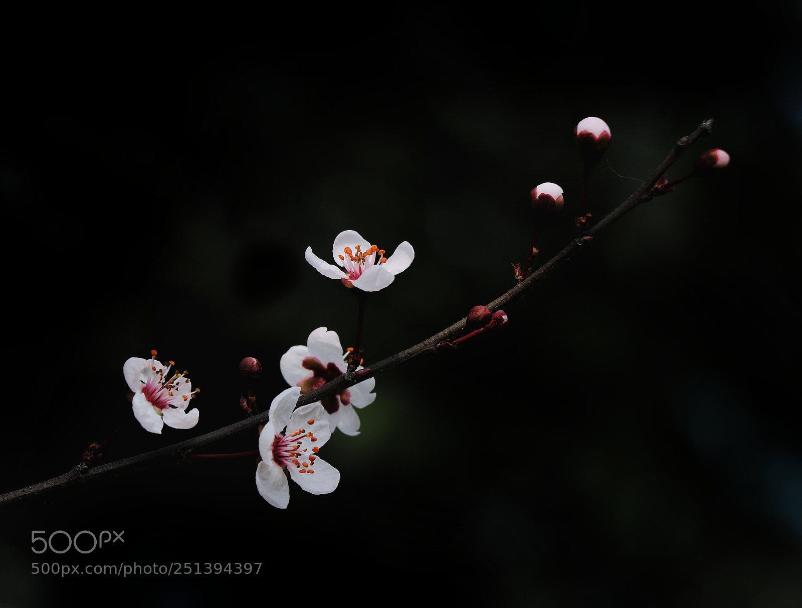 Canon EOS 760D (EOS Rebel T6s / EOS 8000D) sample photo. 暗香 photography