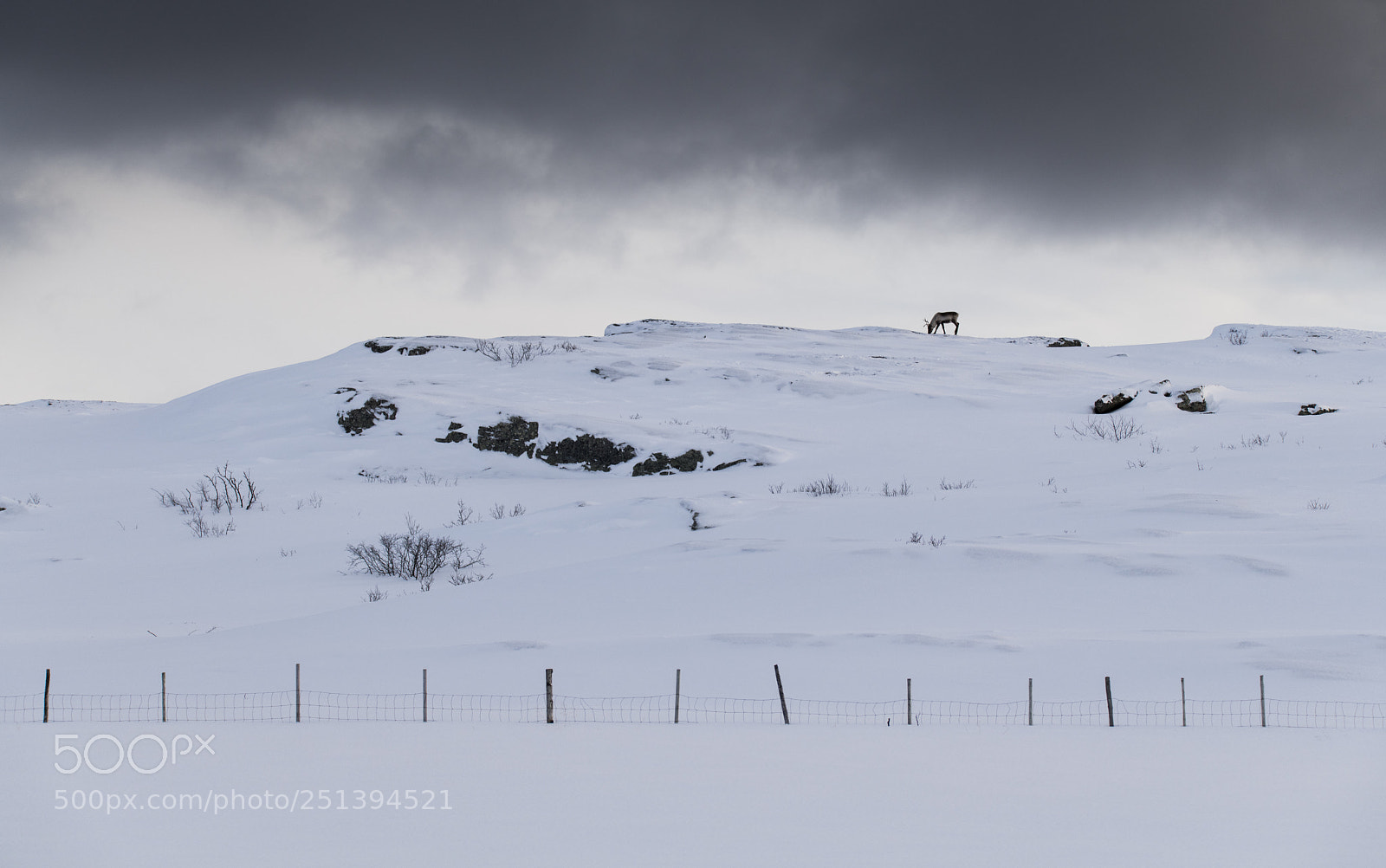 Nikon D850 sample photo. Reindeer photography