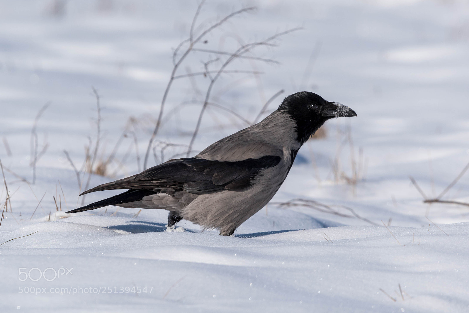 Nikon D5600 sample photo. Hooded crow in snow photography
