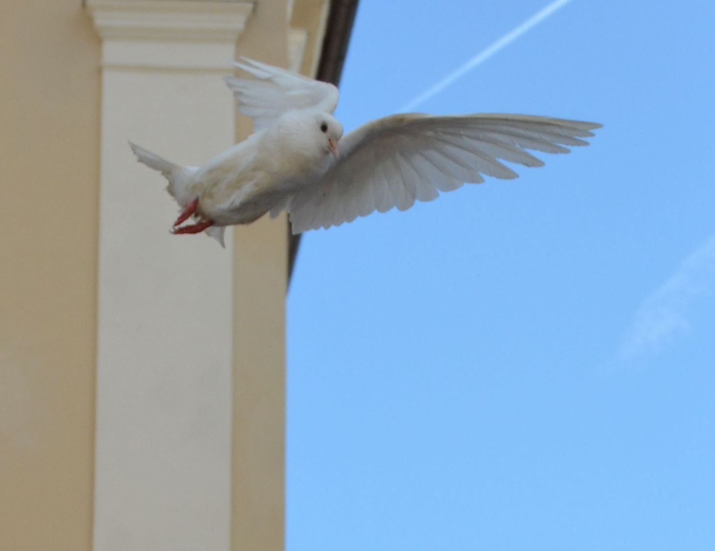 Nikon D5100 sample photo. Pigeon photography